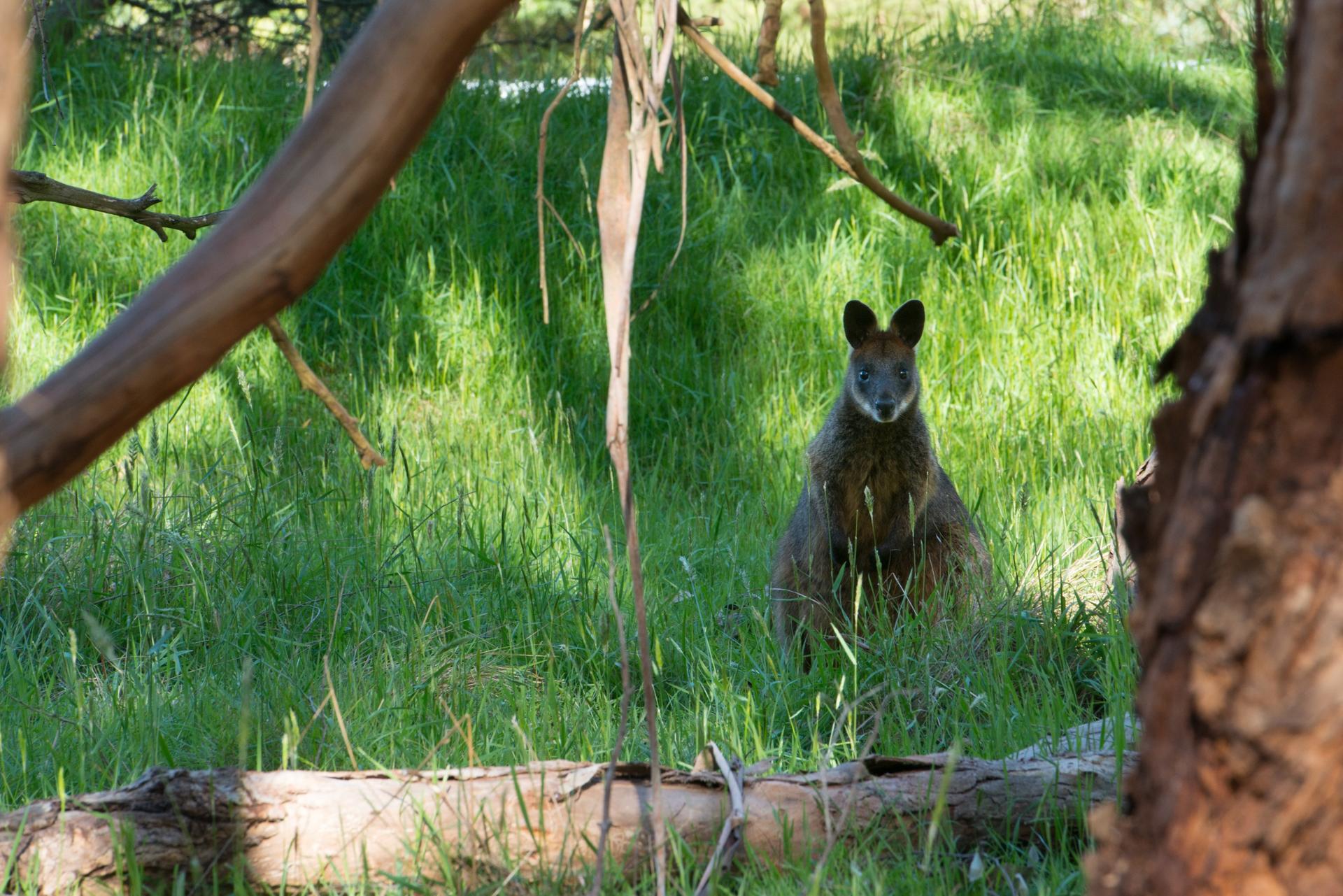 Mornington Peninsula Paddle, Hike, Picnic, Wine & Hot Springs  - Thumbnail 8