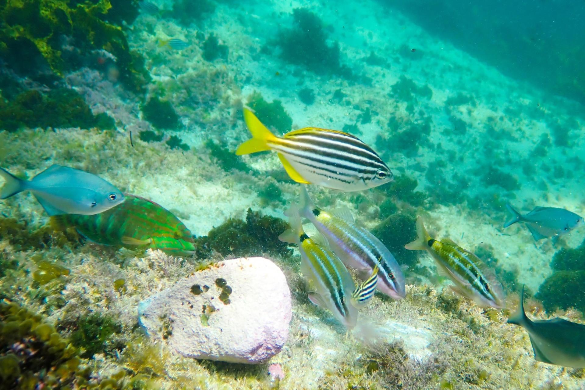 Family Snorkeling Tour with Private Guide In Sydney - Thumbnail 2
