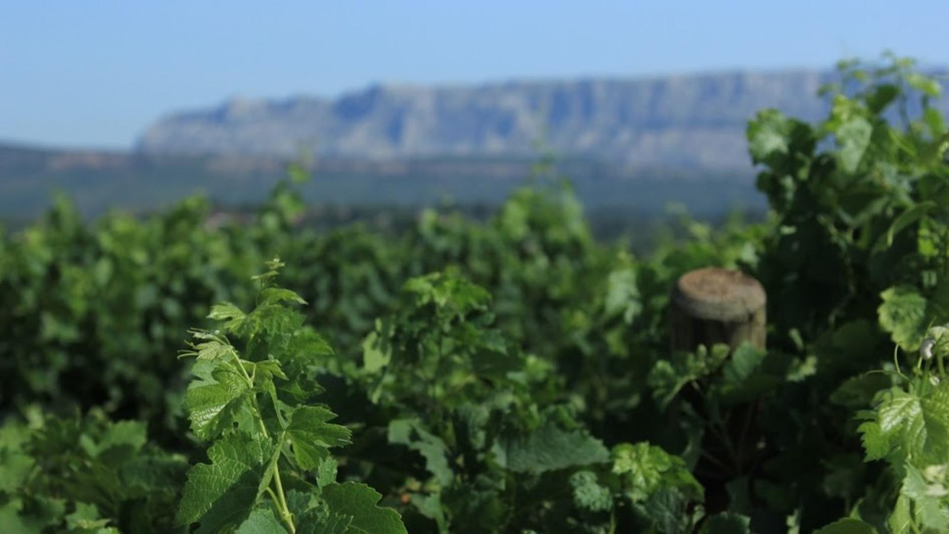 A Day in Provence from Marseille or Aix-en-Provence - Thumbnail 8