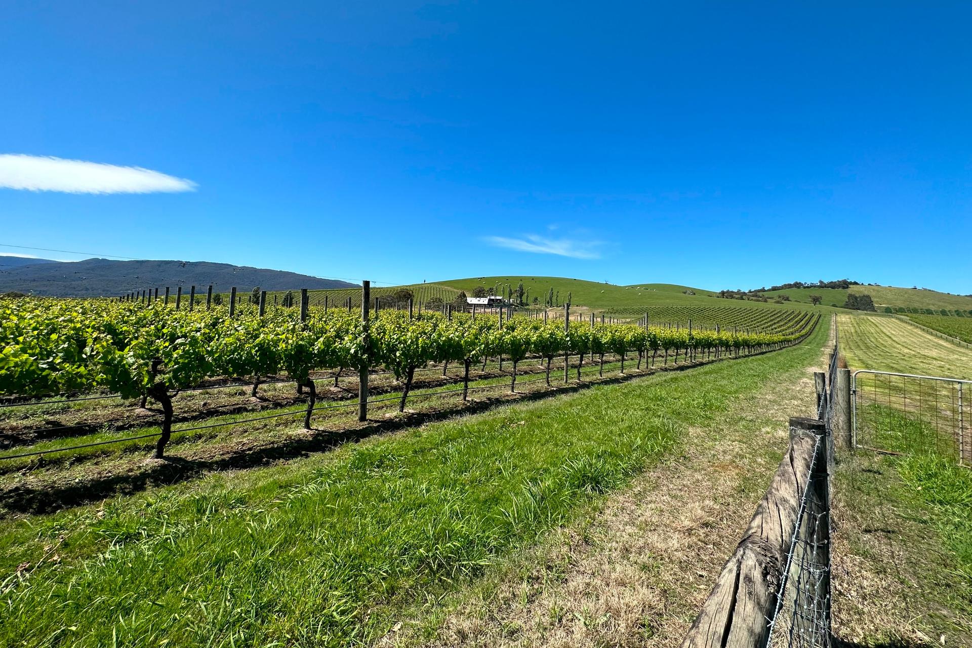 Yarra Valley Wine, Cheese, Bubbles, Gin & Chocolatrie Private Tour - Thumbnail 2