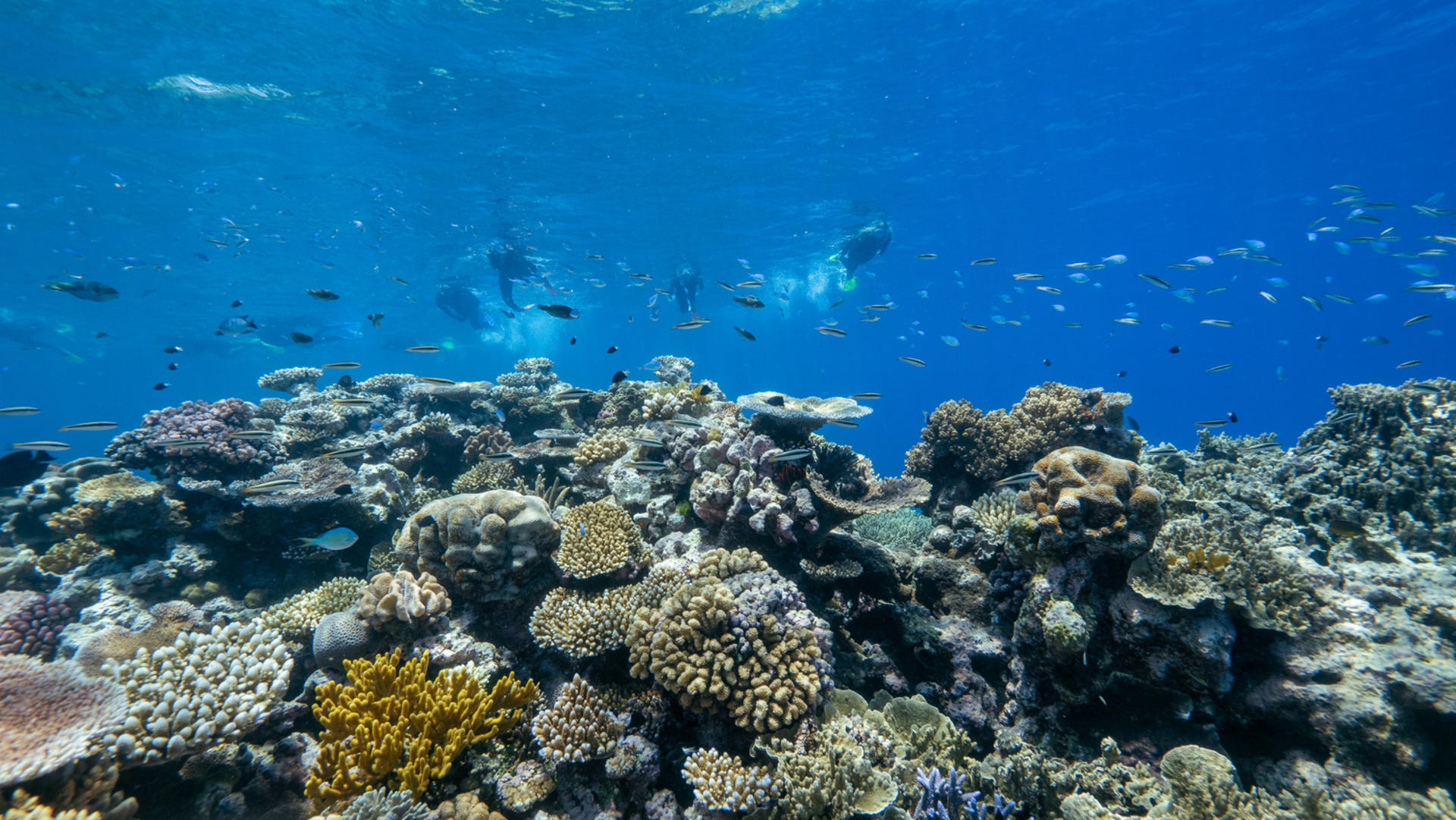 Cairns Great Barrier Reef Snorkel Experience - Thumbnail 10
