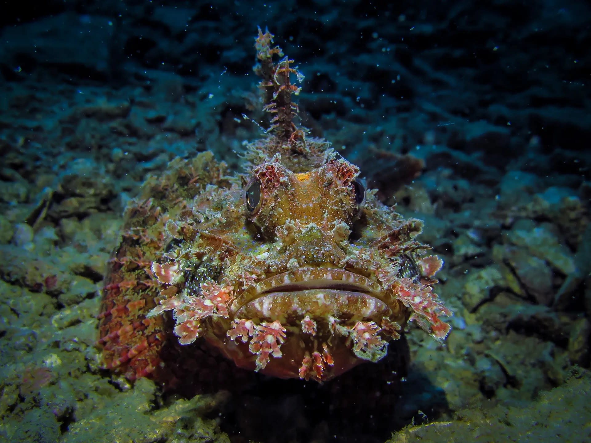 Discover the Depths of Nha Trang: Open Water Diver with PADI Center - Thumbnail 2