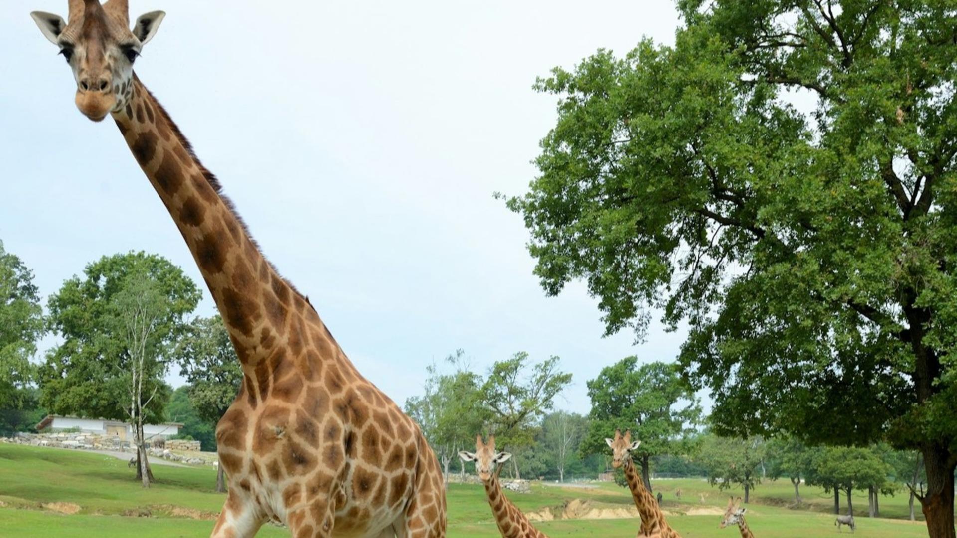 Pombia Safari Park ticket - Thumbnail 4