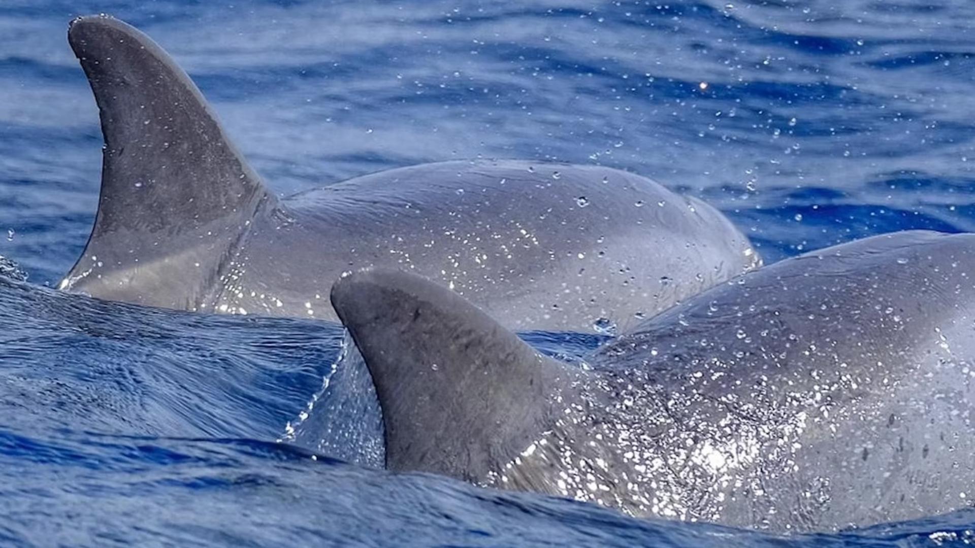 Dolphin and whale watching tour in Fuerteventura - Thumbnail 5