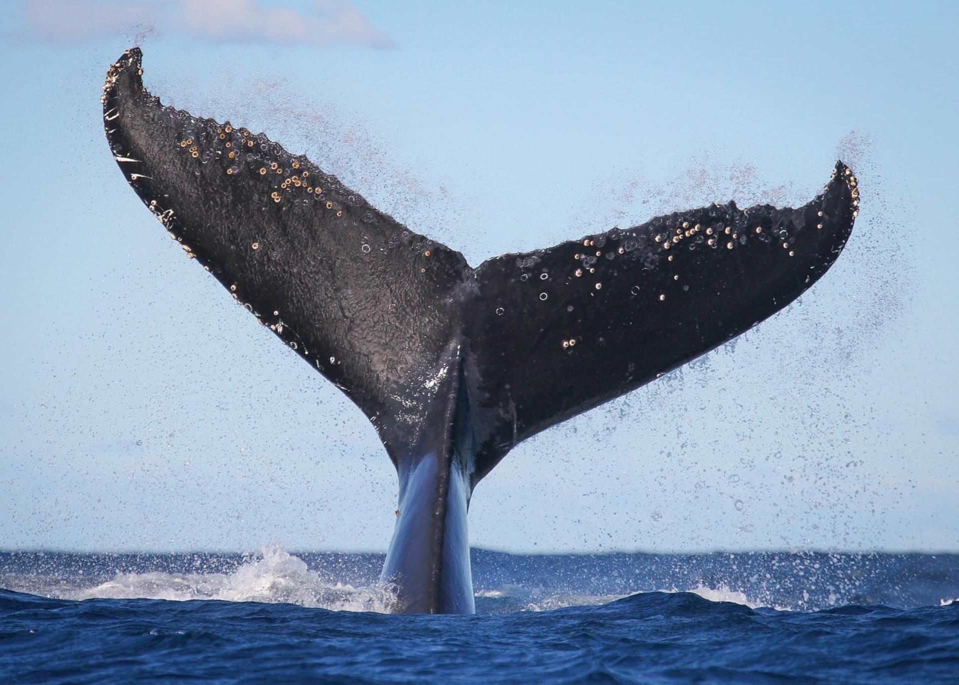 Sydney 2.5-Hour Adventure Whale Watching Cruise - Thumbnail 7