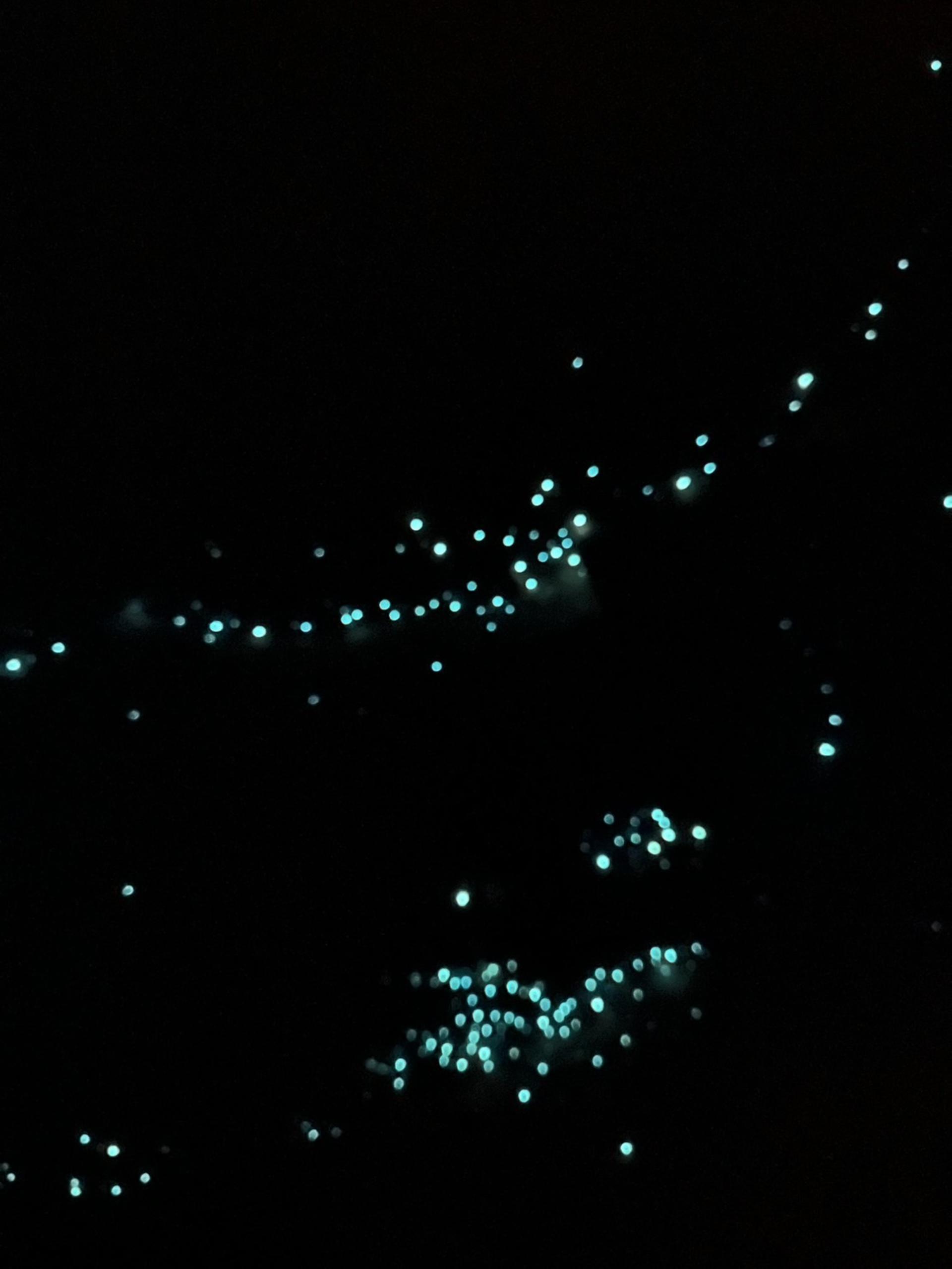 Glow Worm Tour Gold Coast with Japanese-Speaking Guide - Thumbnail 6