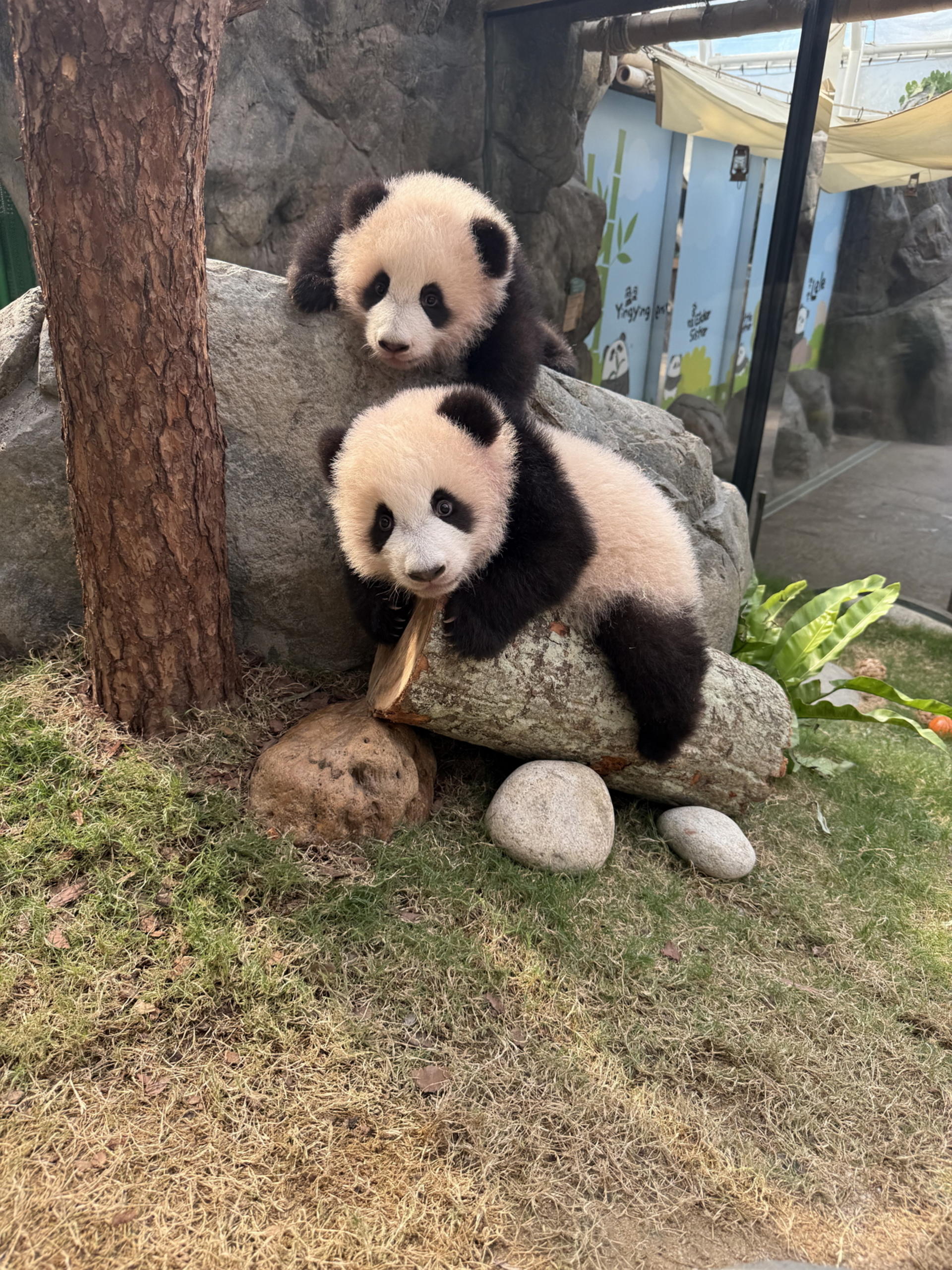 Ocean Park Full-Day Adventure with Transfers & Tickets - Thumbnail 4
