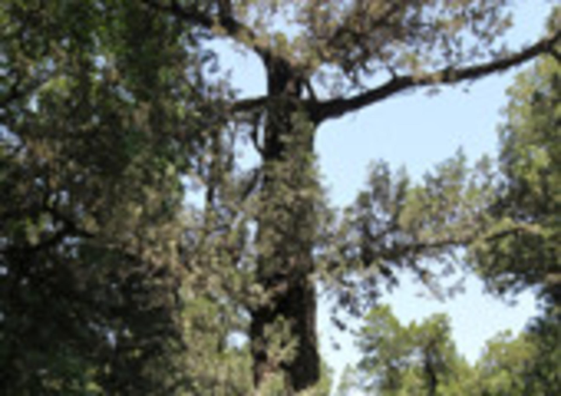Jingshan Park Tickets - Thumbnail 11