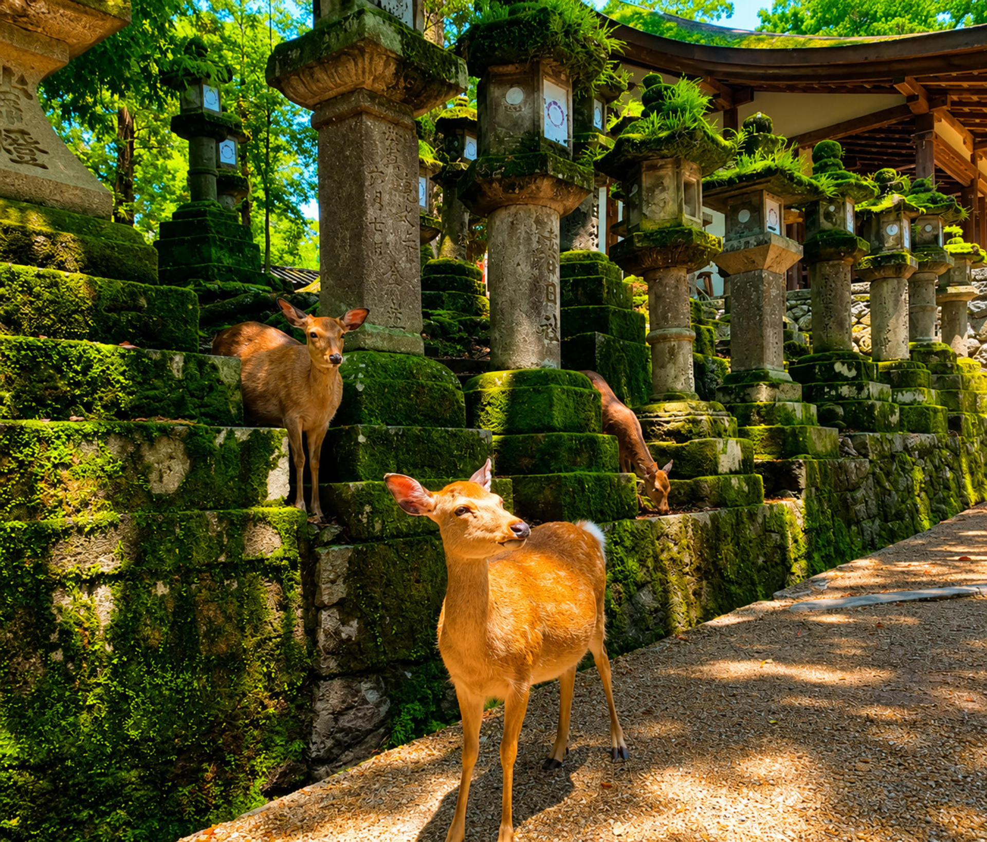 Arashiyama Bamboo Forest & Nara Park Deer & Fushimi Inari Shrine Torii Gate Day Tour (Departing from Osaka/Kyoto) - Thumbnail 9