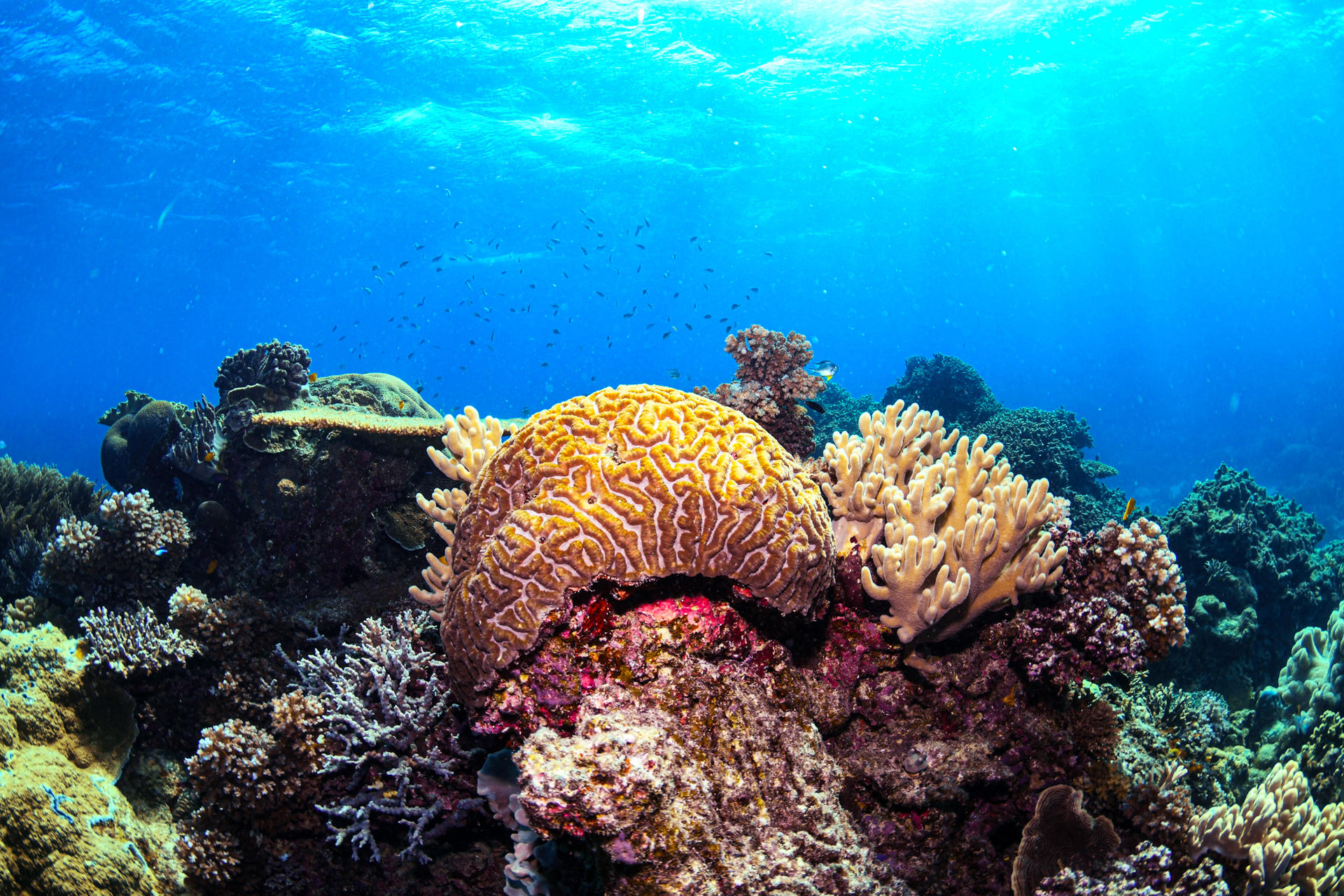 Half-Day Outer Reef Snorkel Experience from Cairns - Thumbnail 5