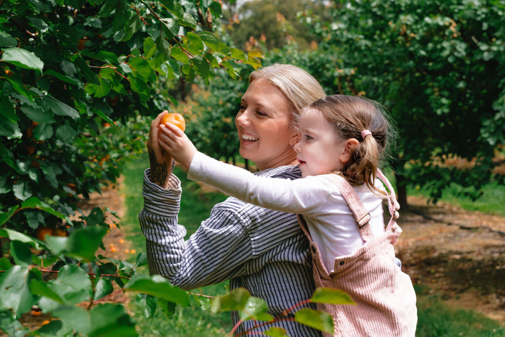Melbourne's Yarra Valley Orchard Tour - Thumbnail 7