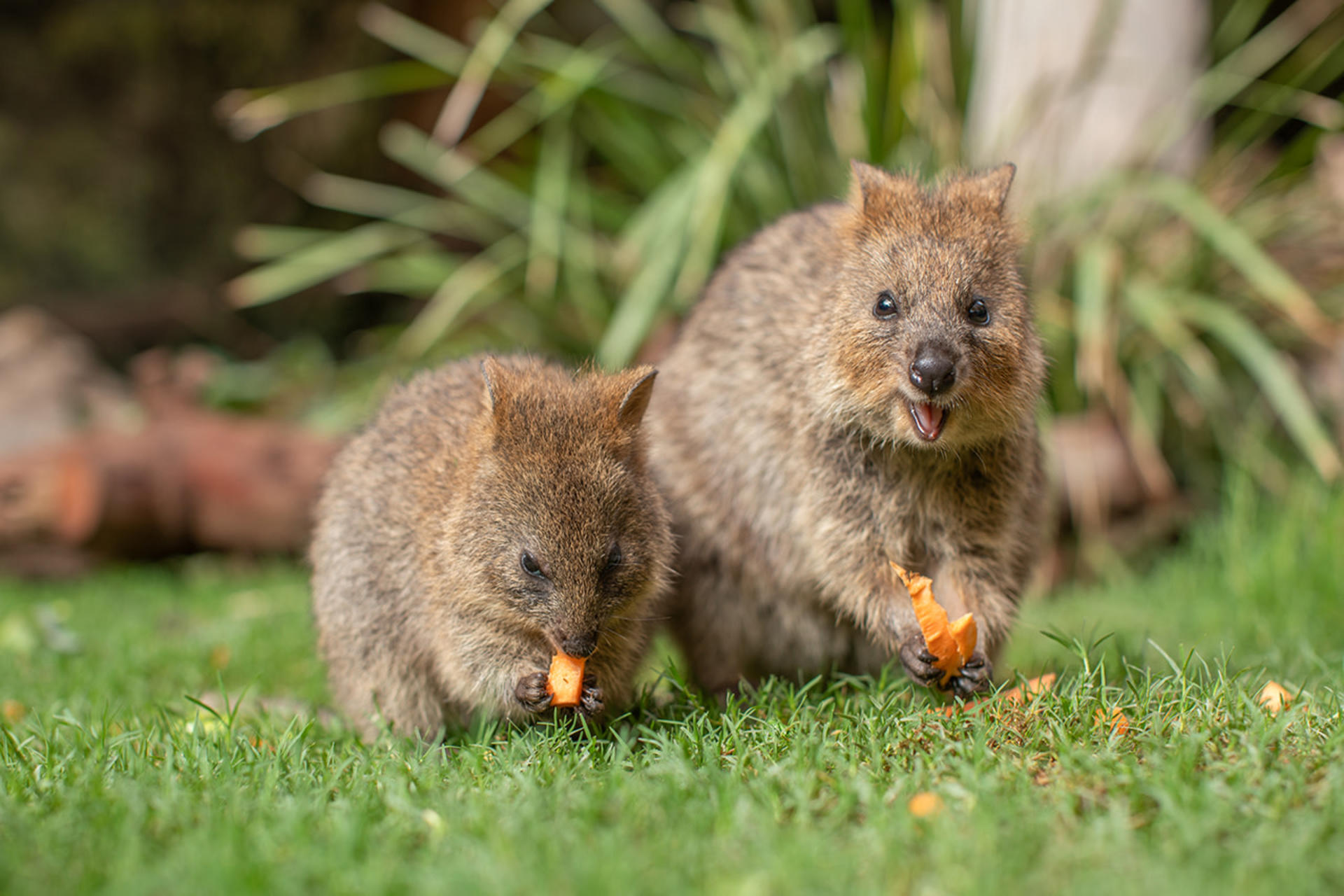 Sydney Zoo Ticket - Image 1