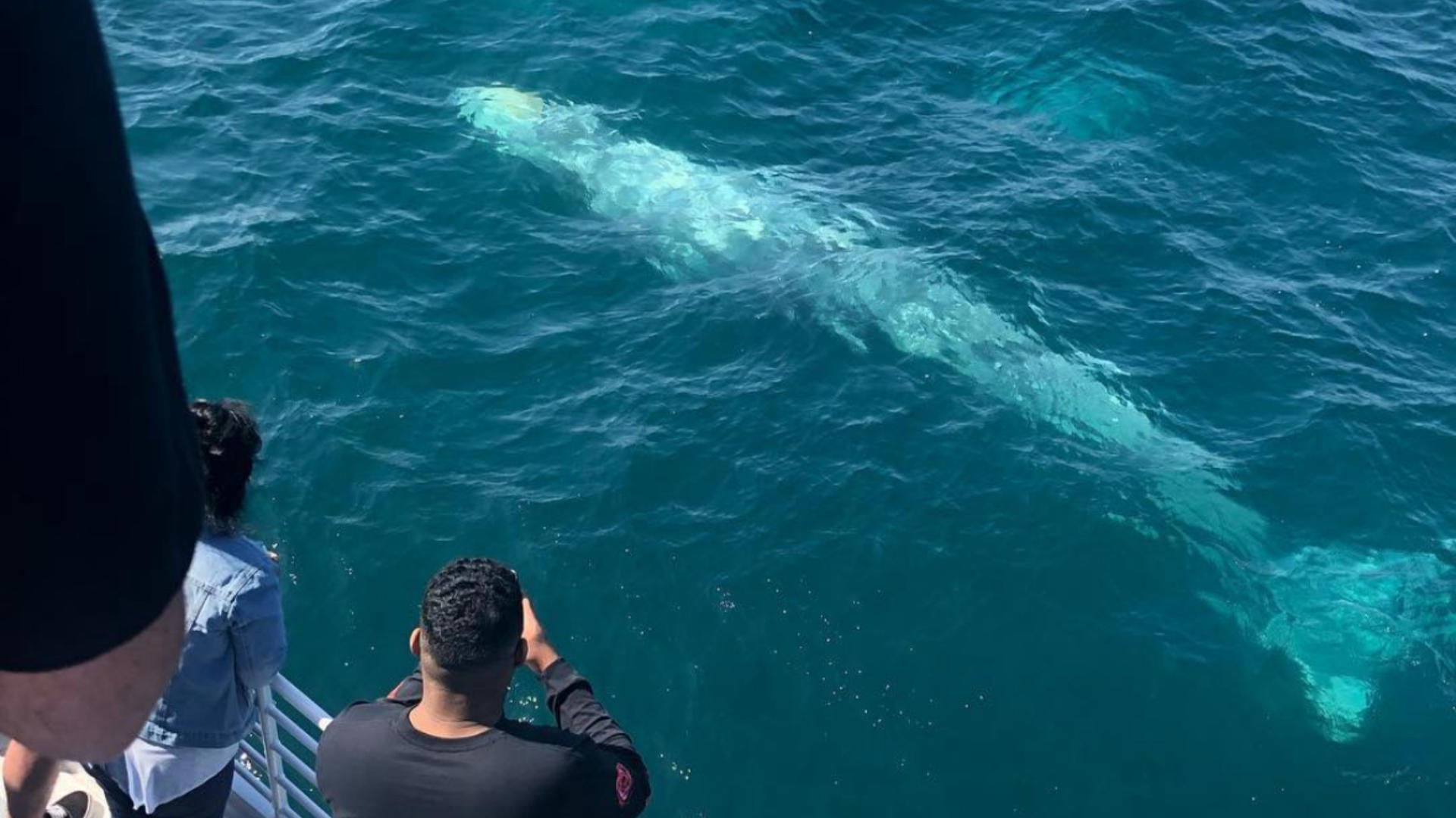 Whale Watching and Dolphin Tour from West Harbor, Los Angeles - Thumbnail 8