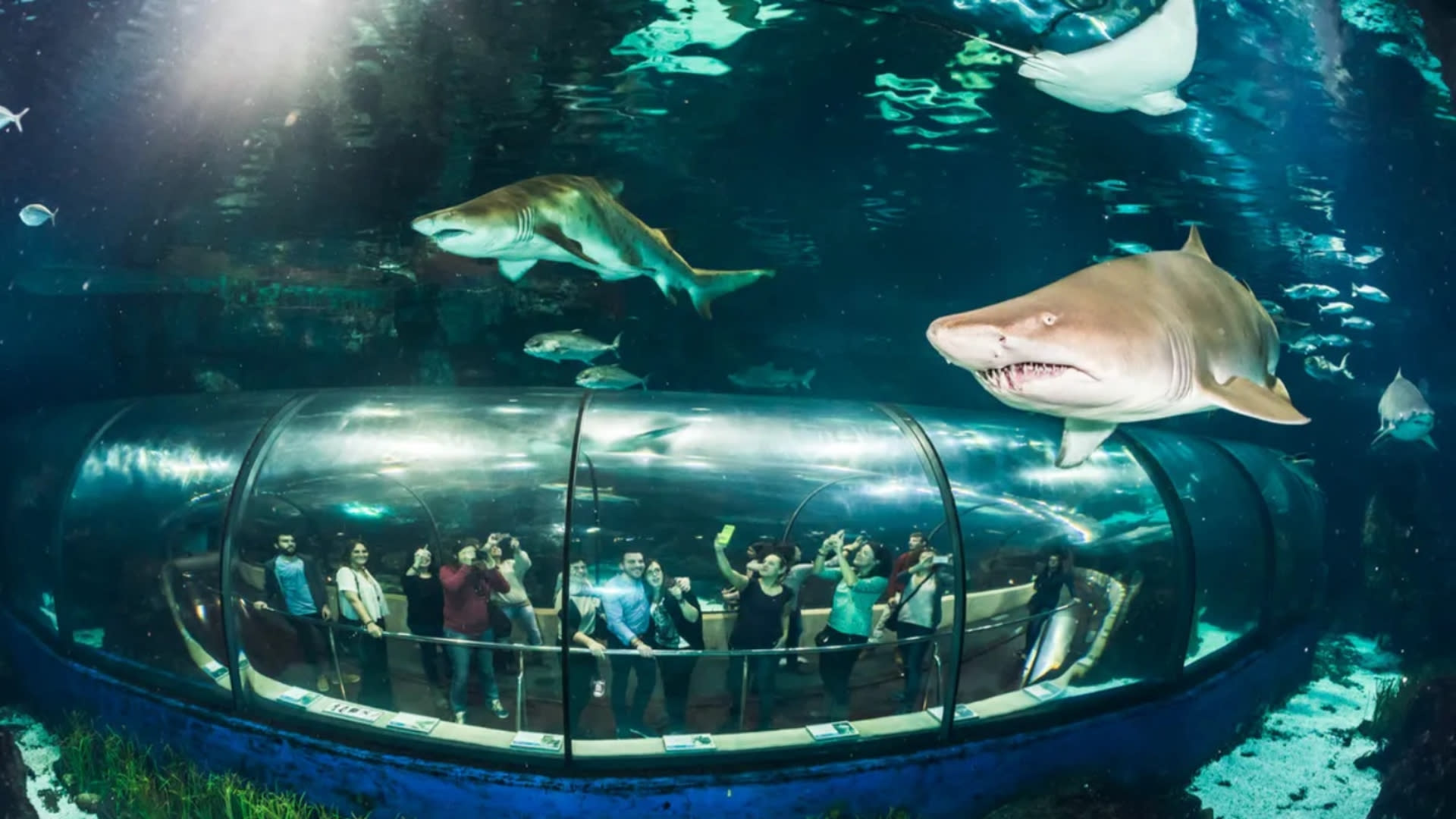Barcelona Aquarium Ticket - Thumbnail 8