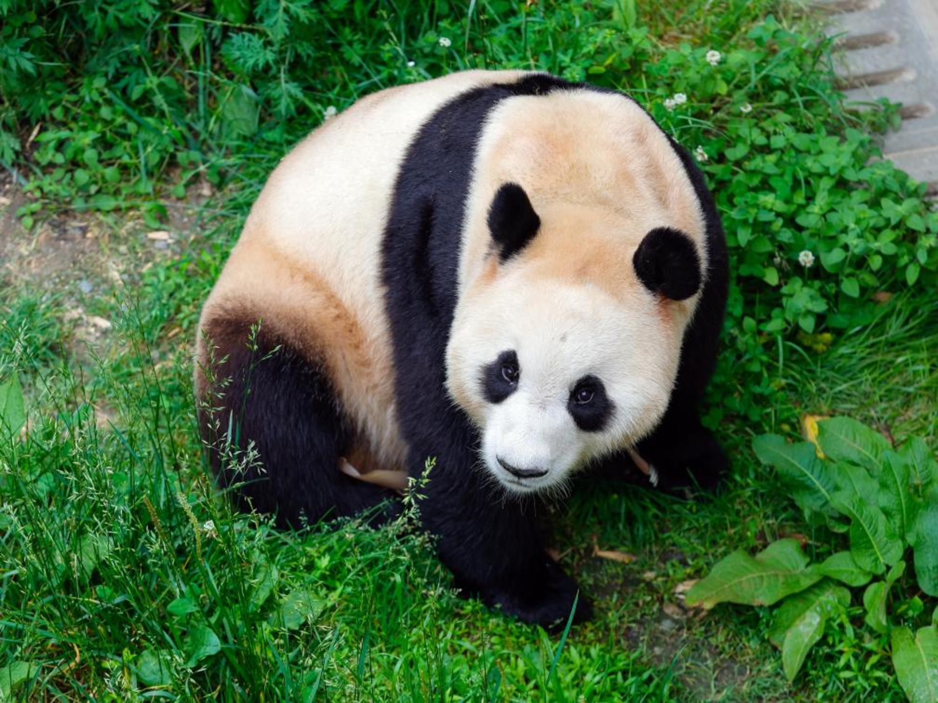Private Car Tour: Chengdu Round Trip to Shenshuping Panda Base & Dujiangyan Irrigation System Day Tour - Thumbnail 2