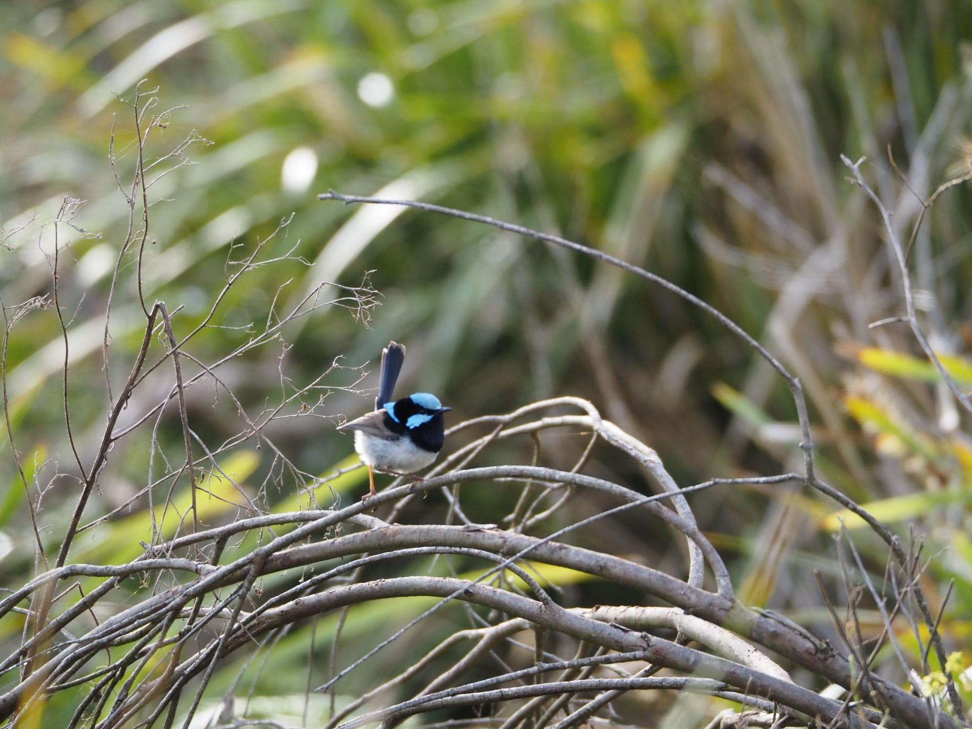Sydney Wildlife Safari from Sydney - Thumbnail 18