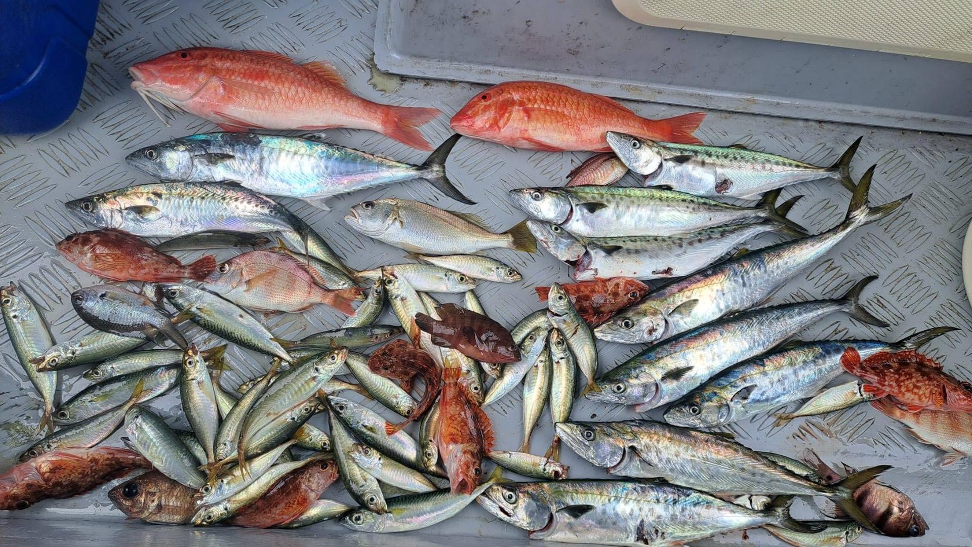 Ji Son Fishing Hong Kong Water Private Boat Fishing Group - Thumbnail 10