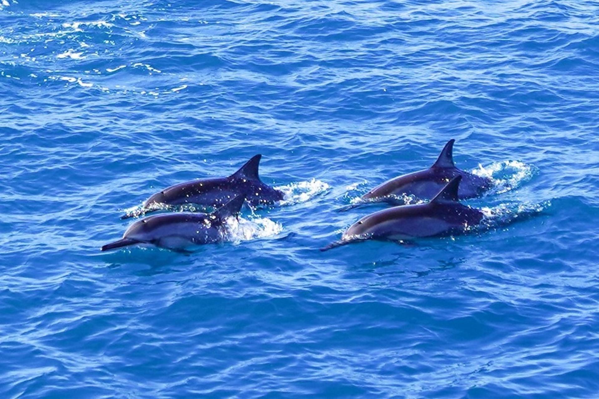 Kona Afternoon Snorkel and Dolphin Watching Cruise - Image 1