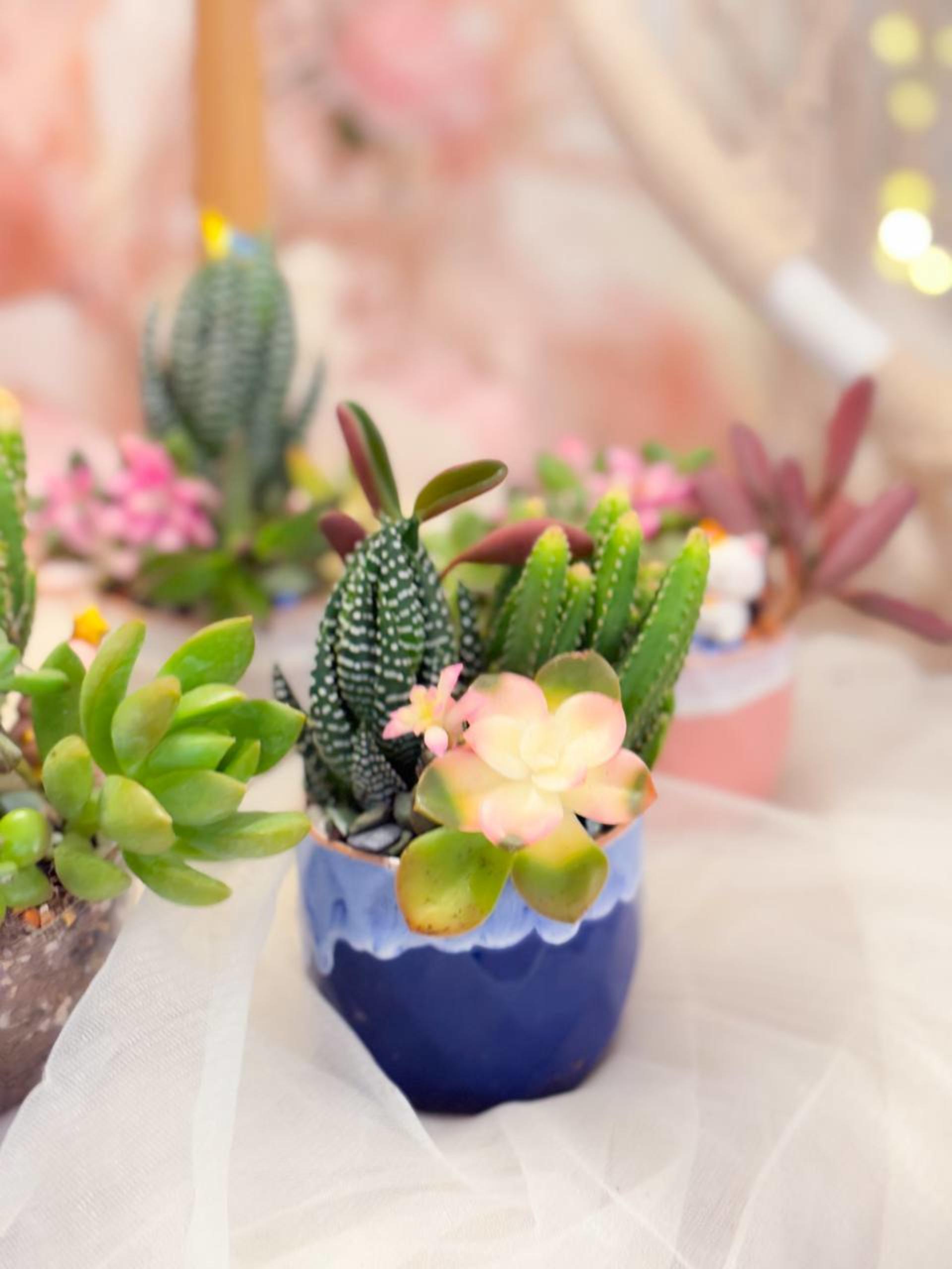 Myosotis Flower - Succulent Terrarium Workshop - Thumbnail 35