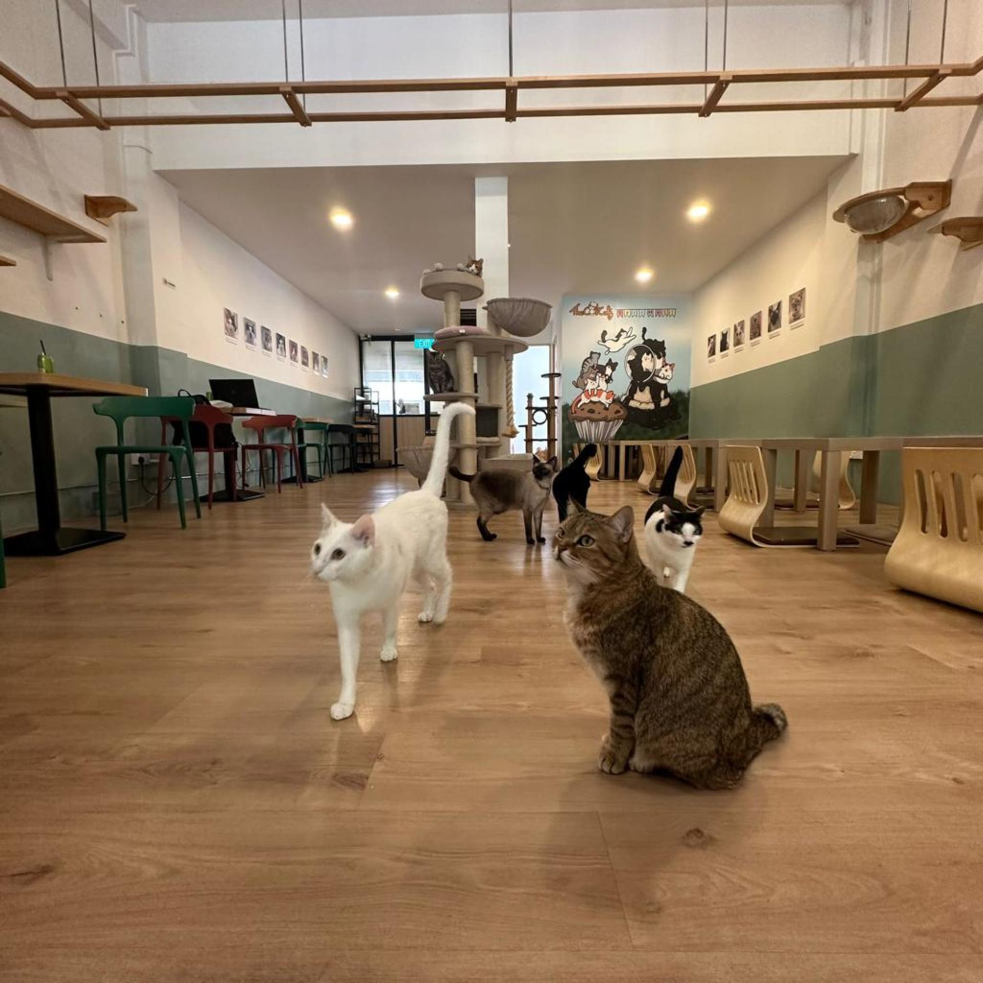 The Cat Cafe in Singapore  - Thumbnail 4