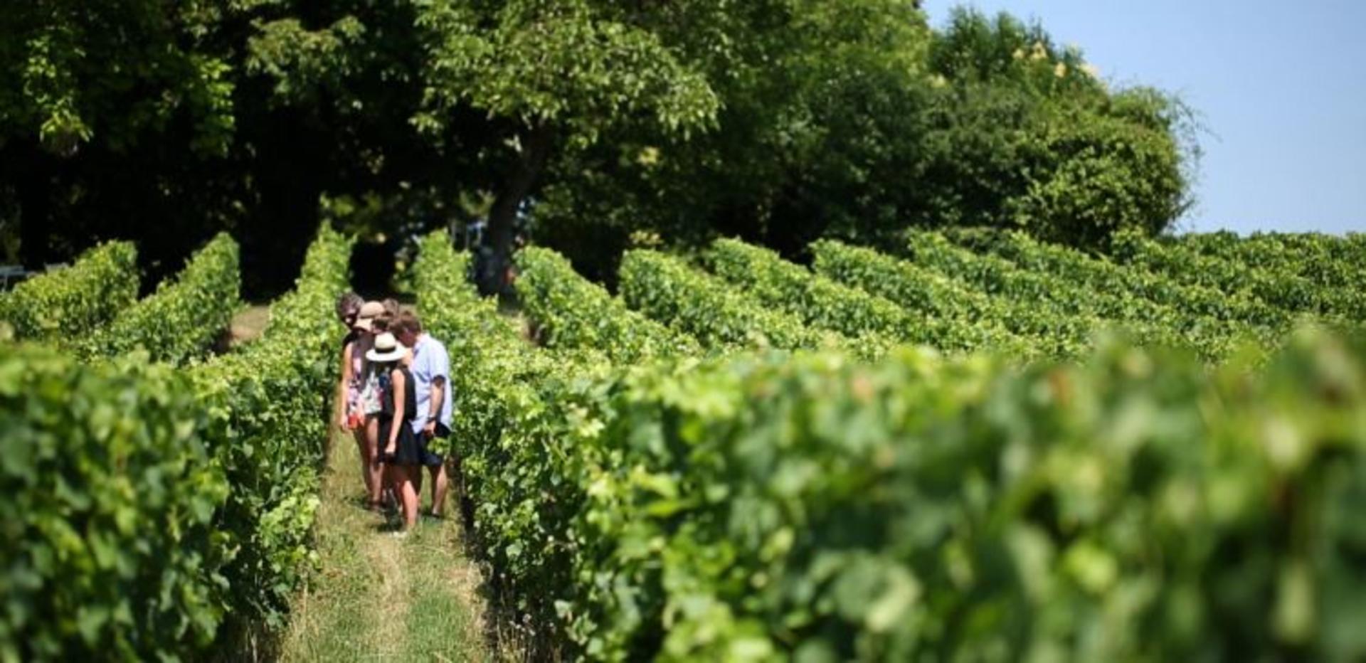 Loire Valley Half Day Wine Tour in Vouvray from Tours - Thumbnail 4