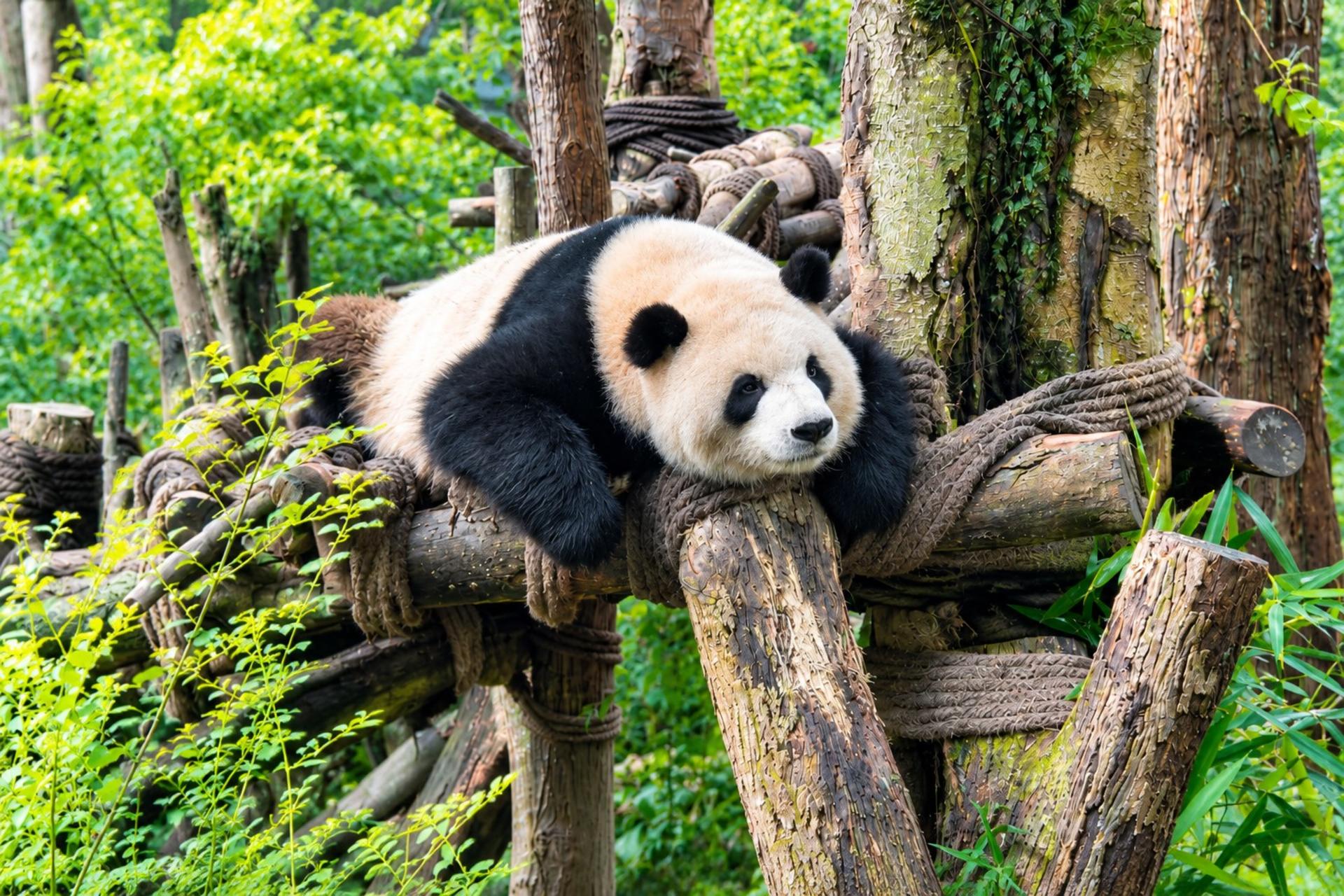 Chengdu Research Base of Giant Panda Breeding + Dujiangyan Day Tour | Small group of 2-7 people | Optional English-speaking guide + Learn authentic Sichuan cuisine + Taste local snacks - Thumbnail 2