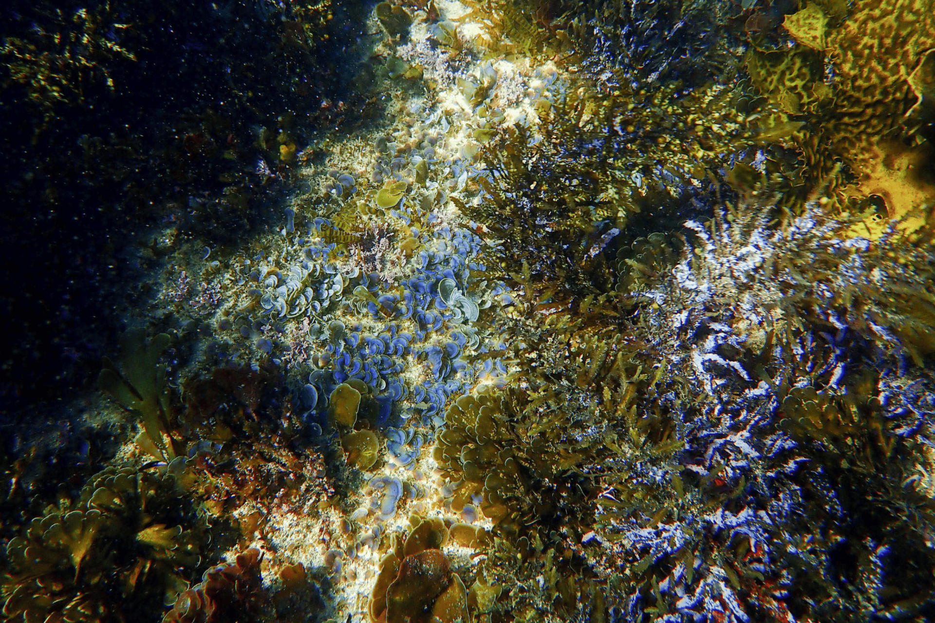 Family Snorkeling Tour with Private Guide In Sydney - Thumbnail 15