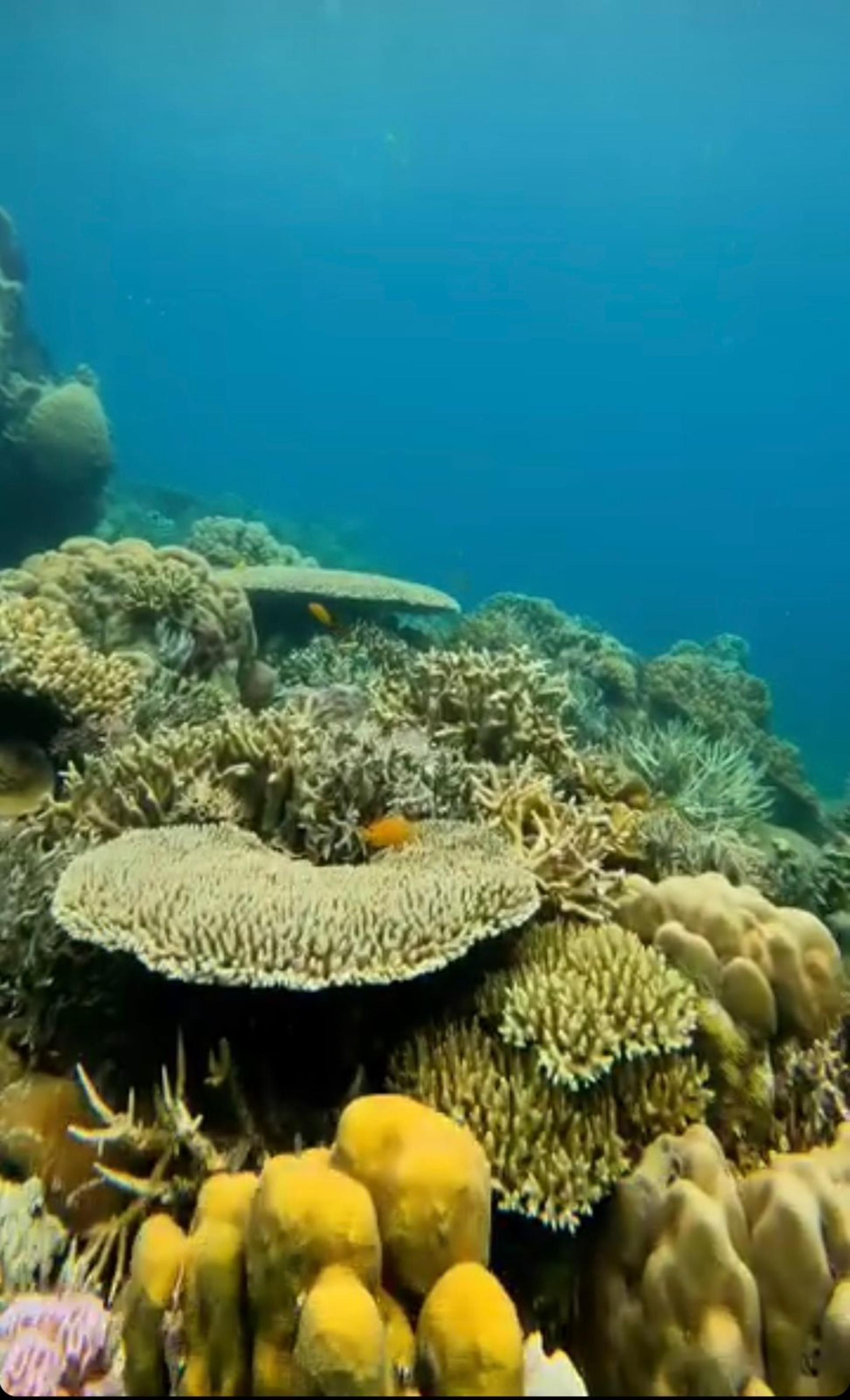 Rangko Cave And Beach Snorkeling Half Day Shared Tour in Labuan Bajo - Thumbnail 7