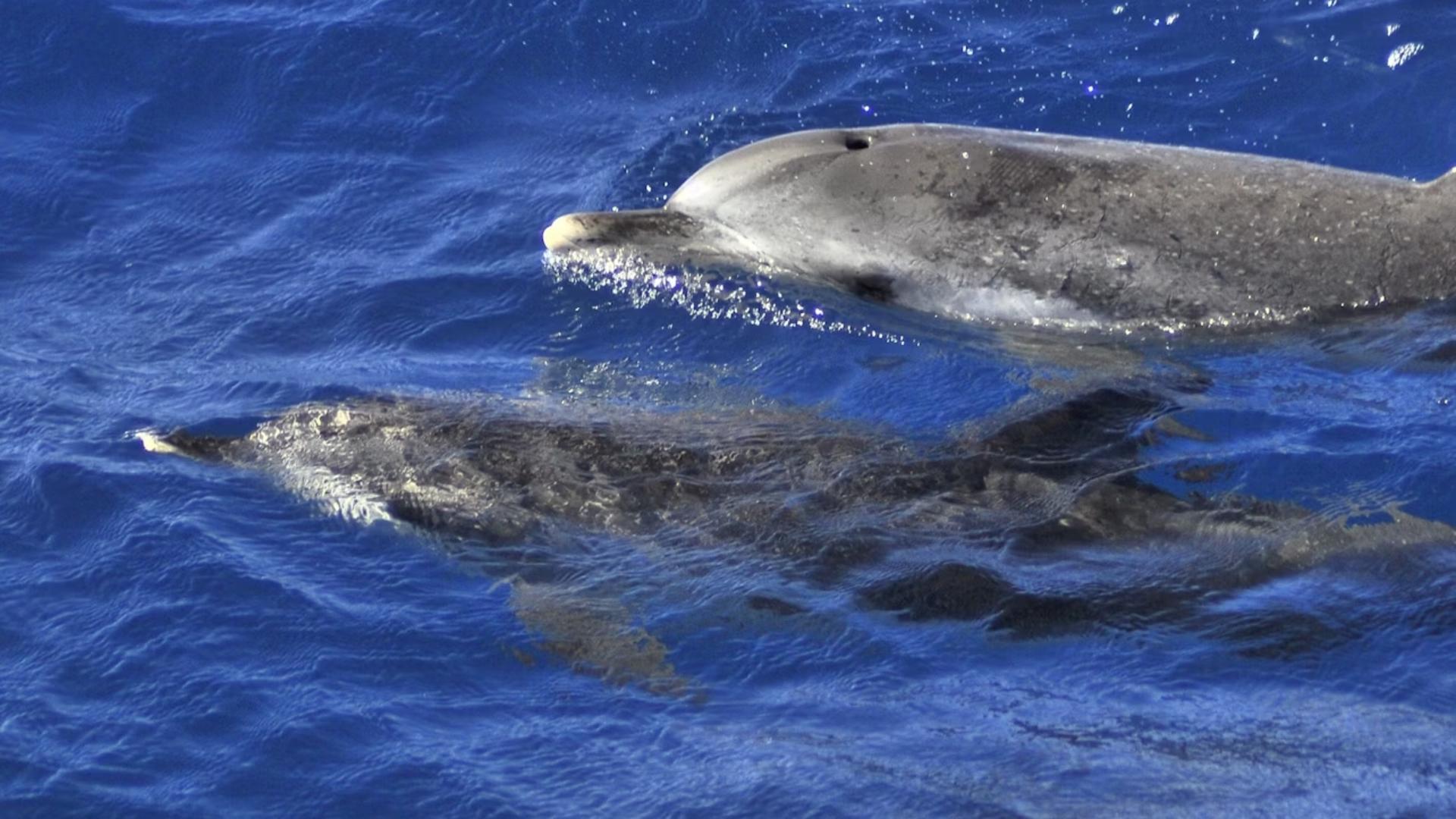 Dolphin and whale watching tour in Fuerteventura - Thumbnail 2