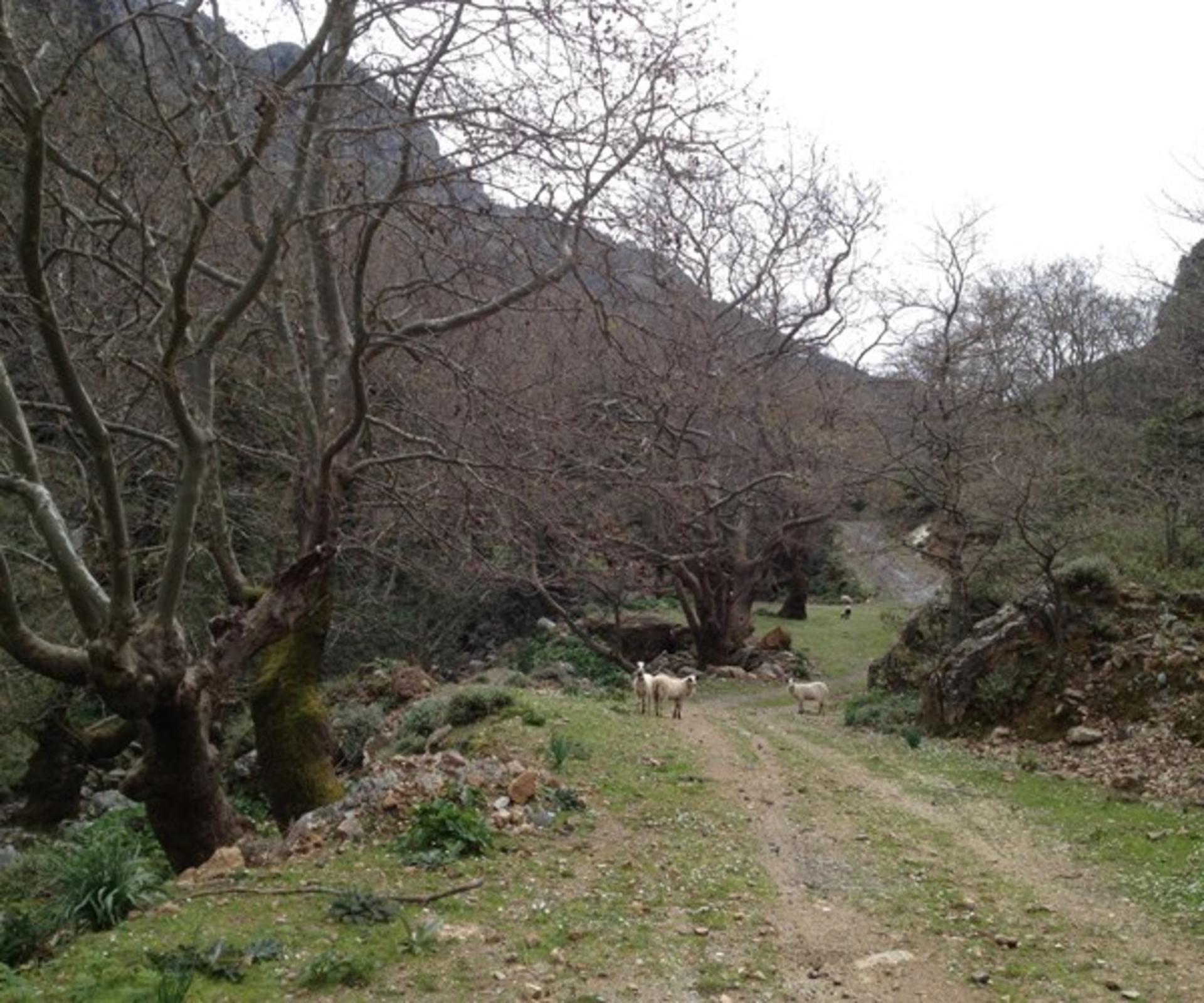 Crete Semi-Private Full-Day Safari Tour with Wine Tasting - Thumbnail 3