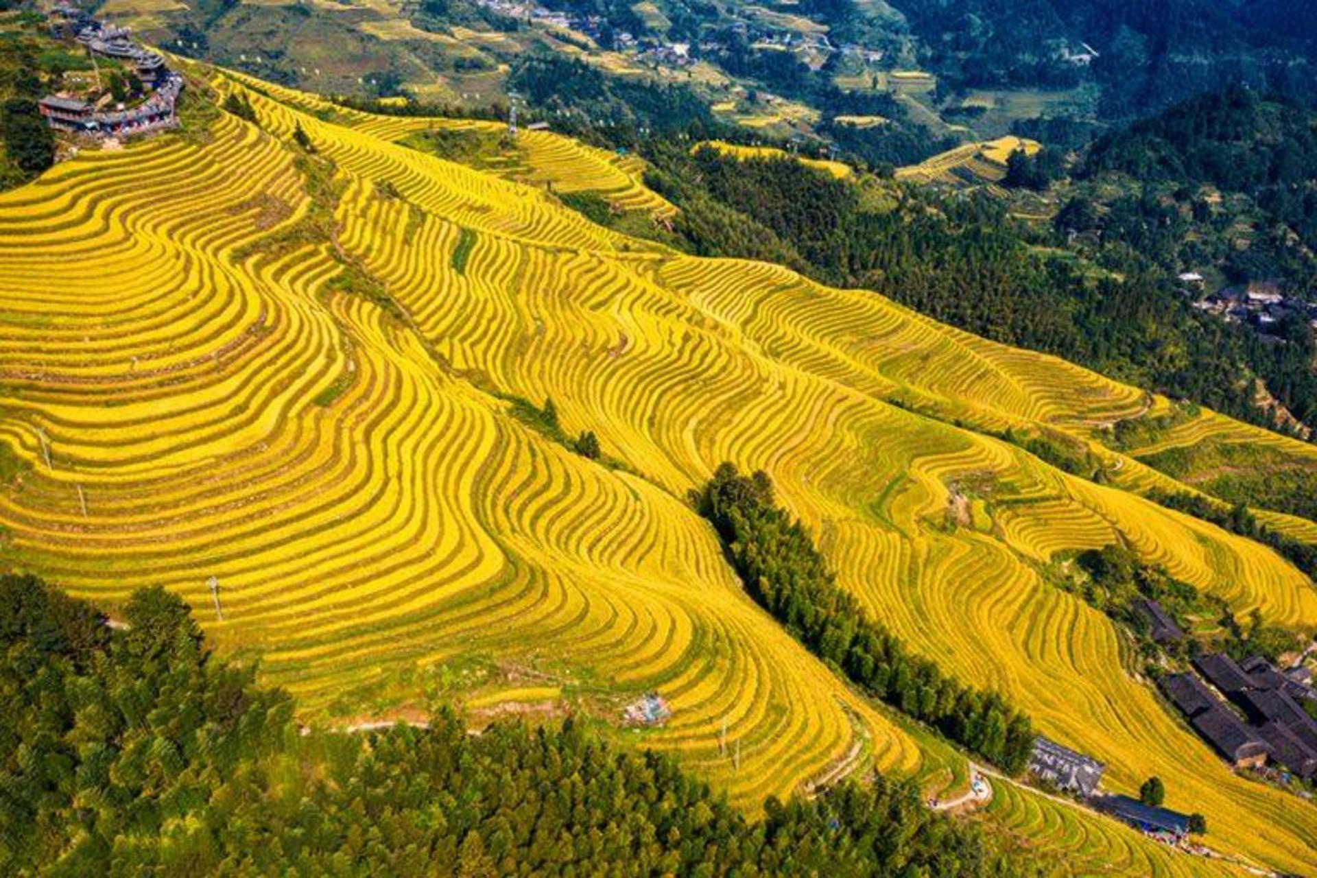 Must-see in Guilin! Longji Rice Terraces Day Tour from Guilin (round trip from Guilin city) - Thumbnail 4