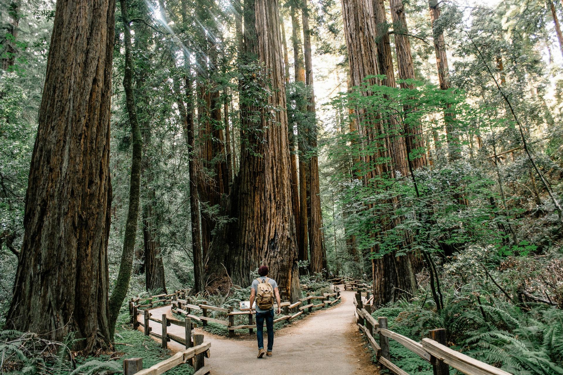 Muir Woods, Sonoma and Napa Wine Country Day Tour from San Francisco - Thumbnail 6