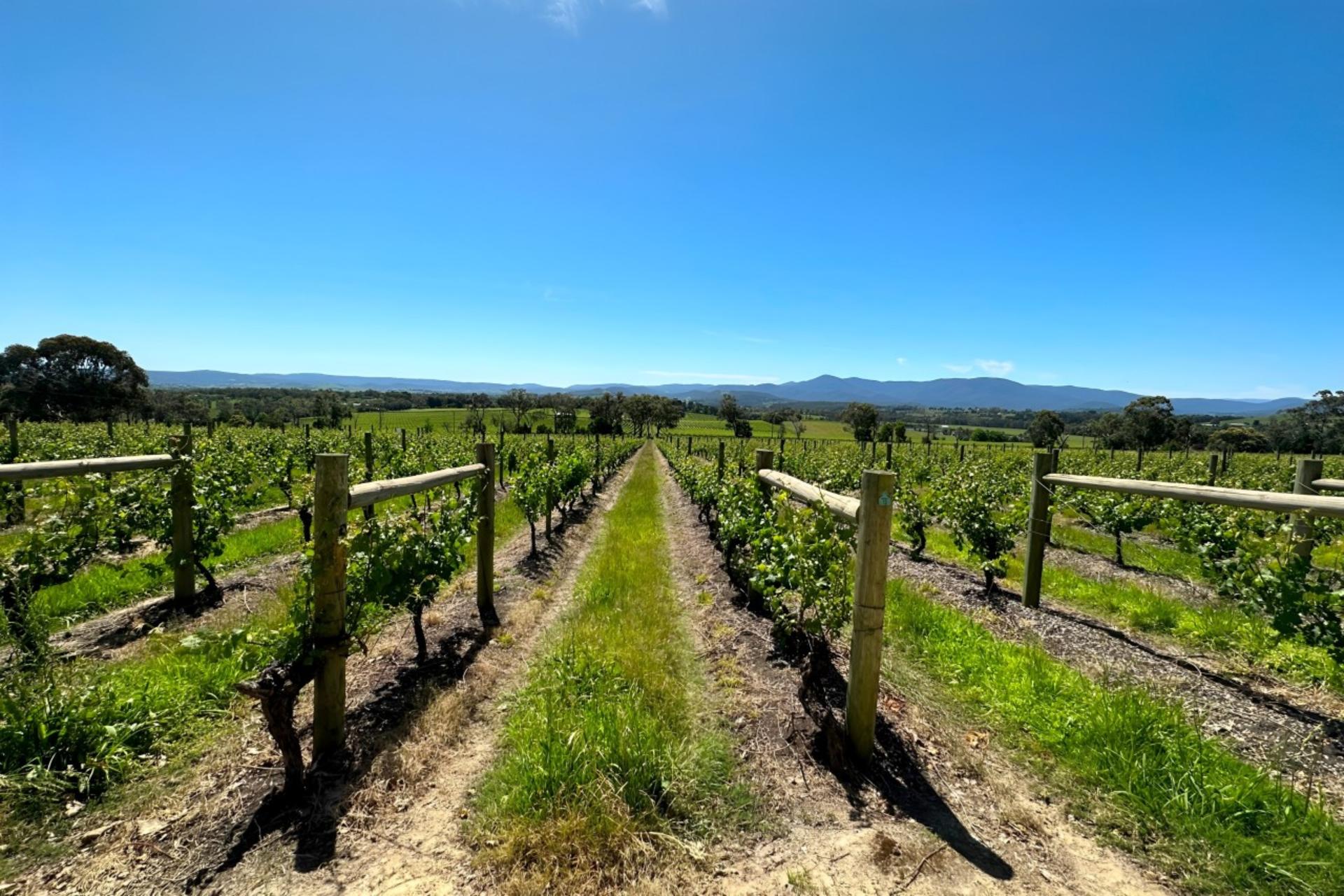 Yarra Valley Wine, Cheese, Bubbles, Gin & Chocolatrie Private Tour - Thumbnail 5