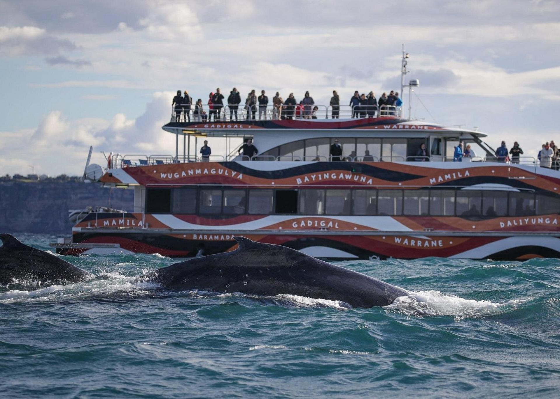 Sydney 2.5-Hour Adventure Whale Watching Cruise - Thumbnail 6