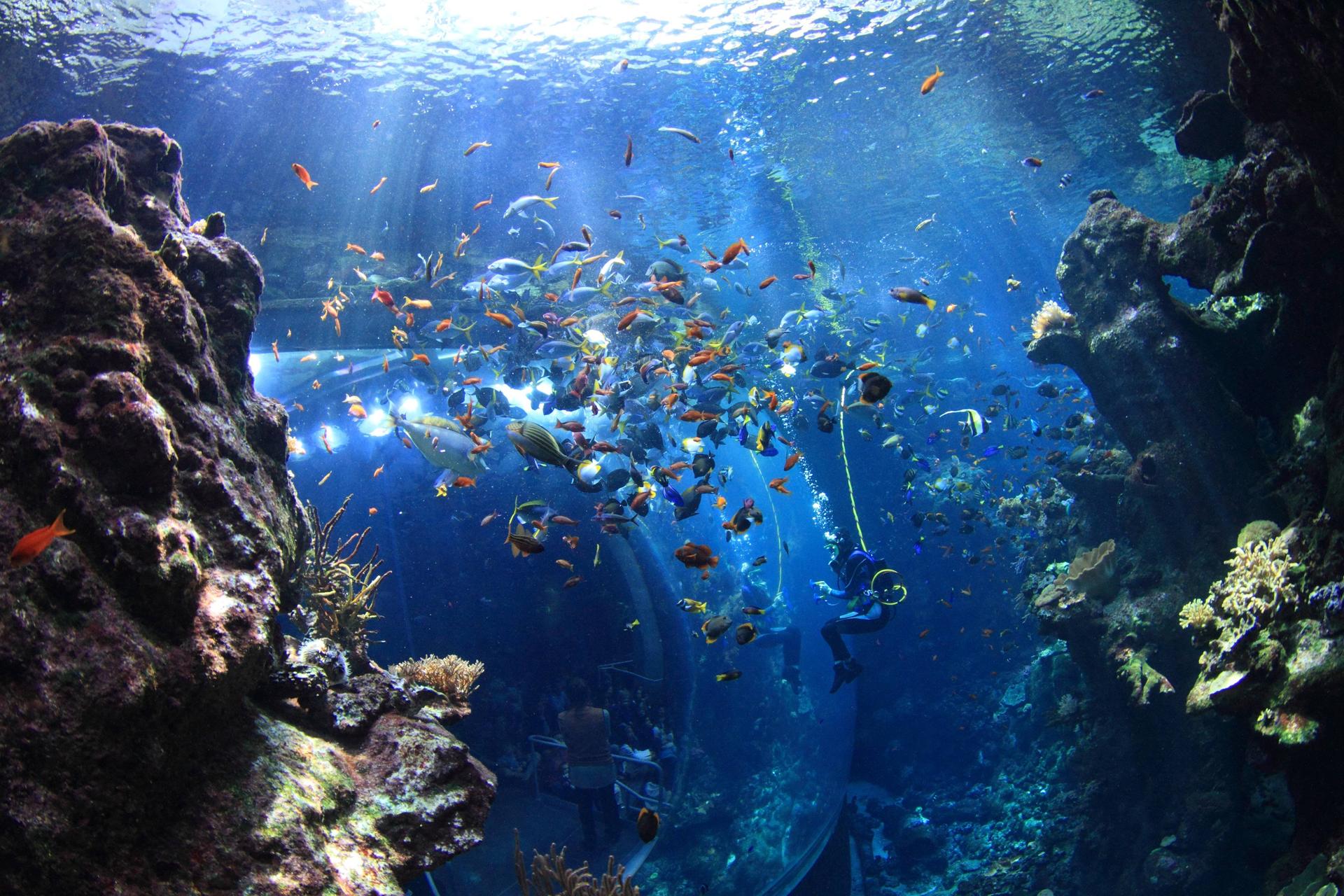 California Academy of Sciences Ticket in San Francisco - Thumbnail 2
