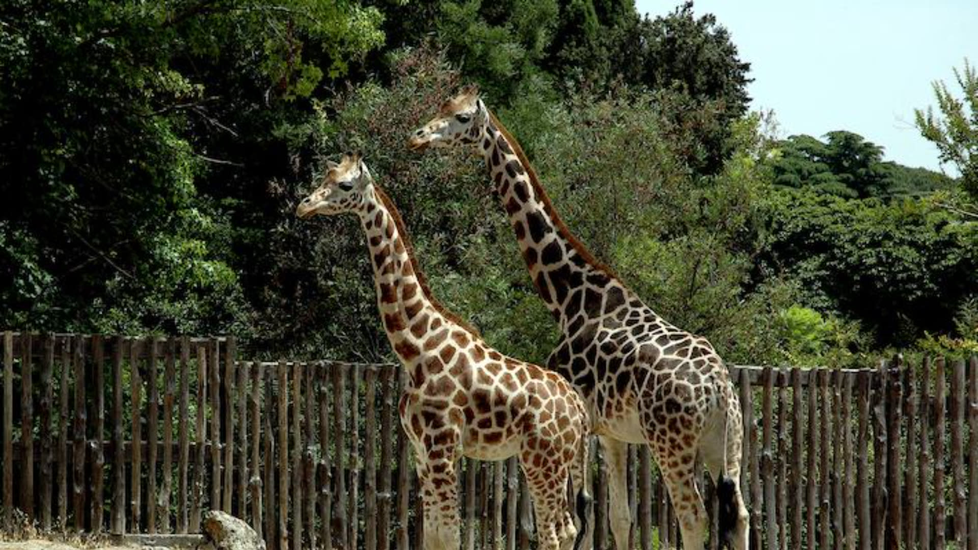 Bioparco di Roma Zoological Garden Ticket - Thumbnail 2