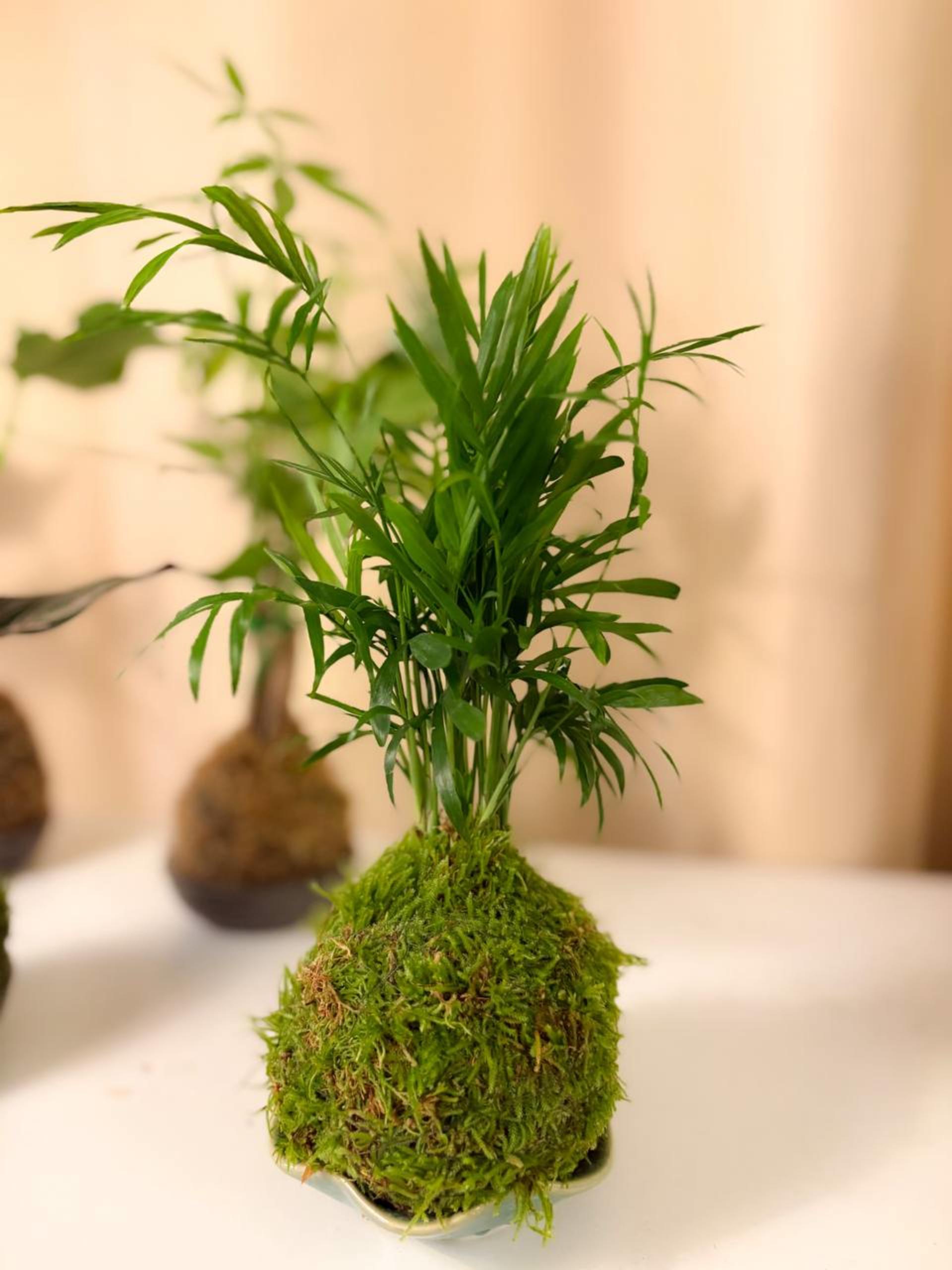 Kokedama Workshop - Thumbnail 30