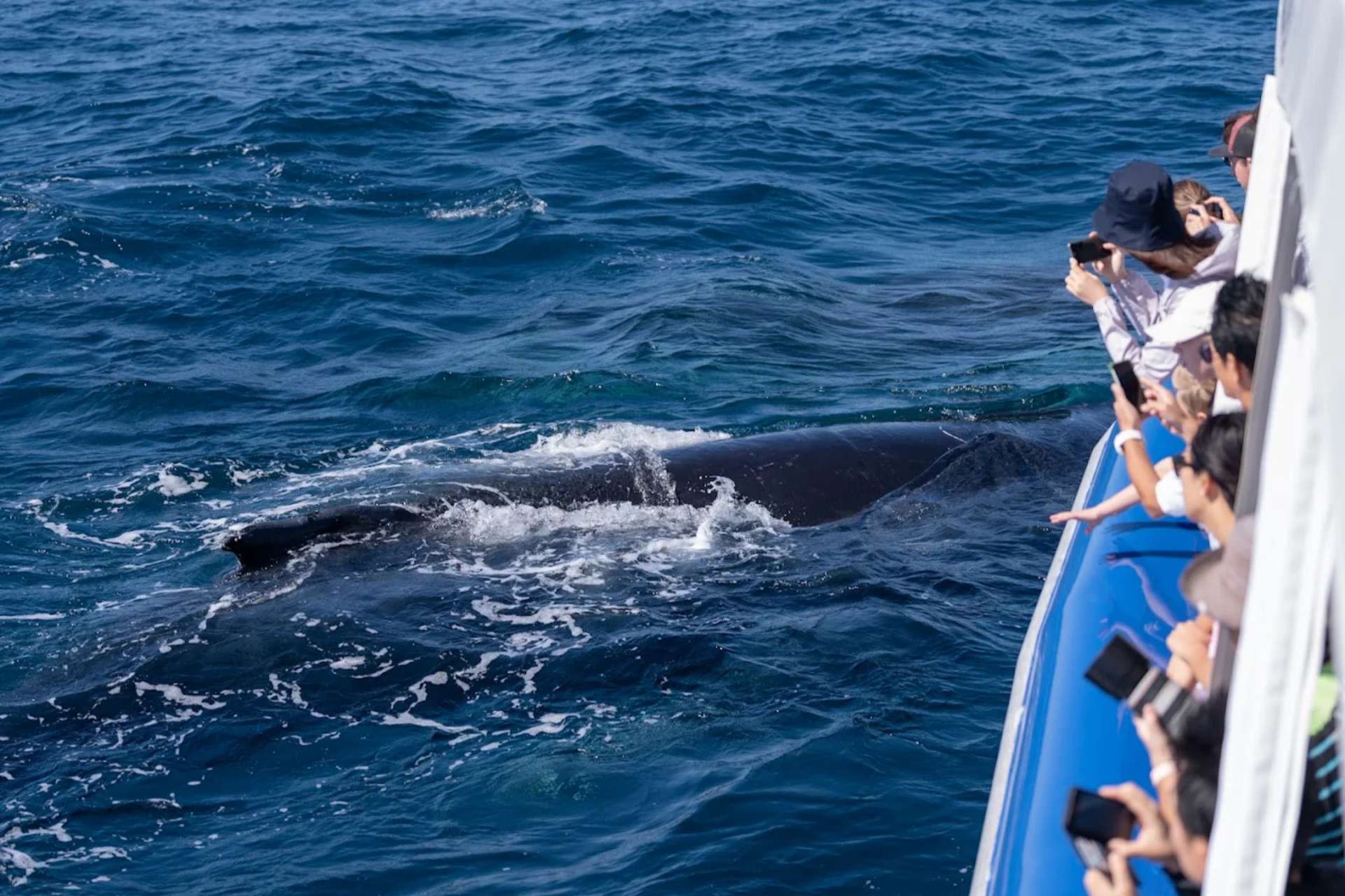 Whale Watching Experience Gold Coast - Thumbnail 3