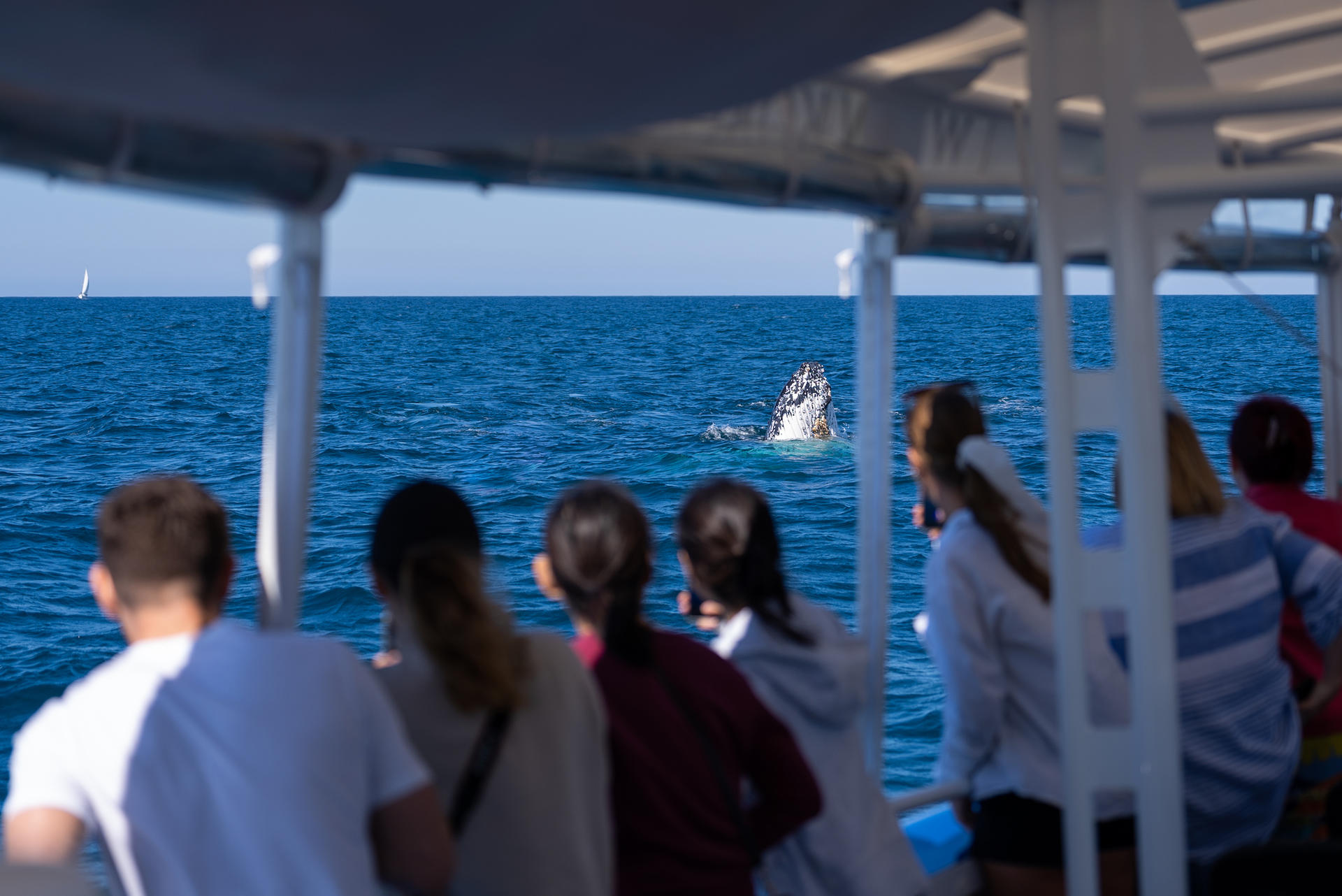 Whale Watching Experience Gold Coast - Thumbnail 8
