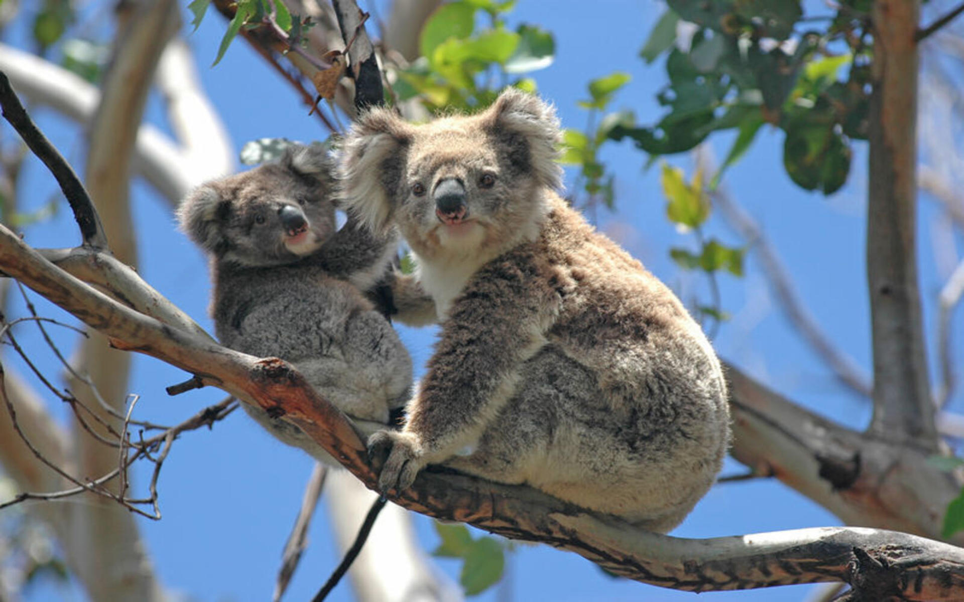 Puffing Billy Steam Train and Wildlife Zoo Day Tour - Thumbnail 5