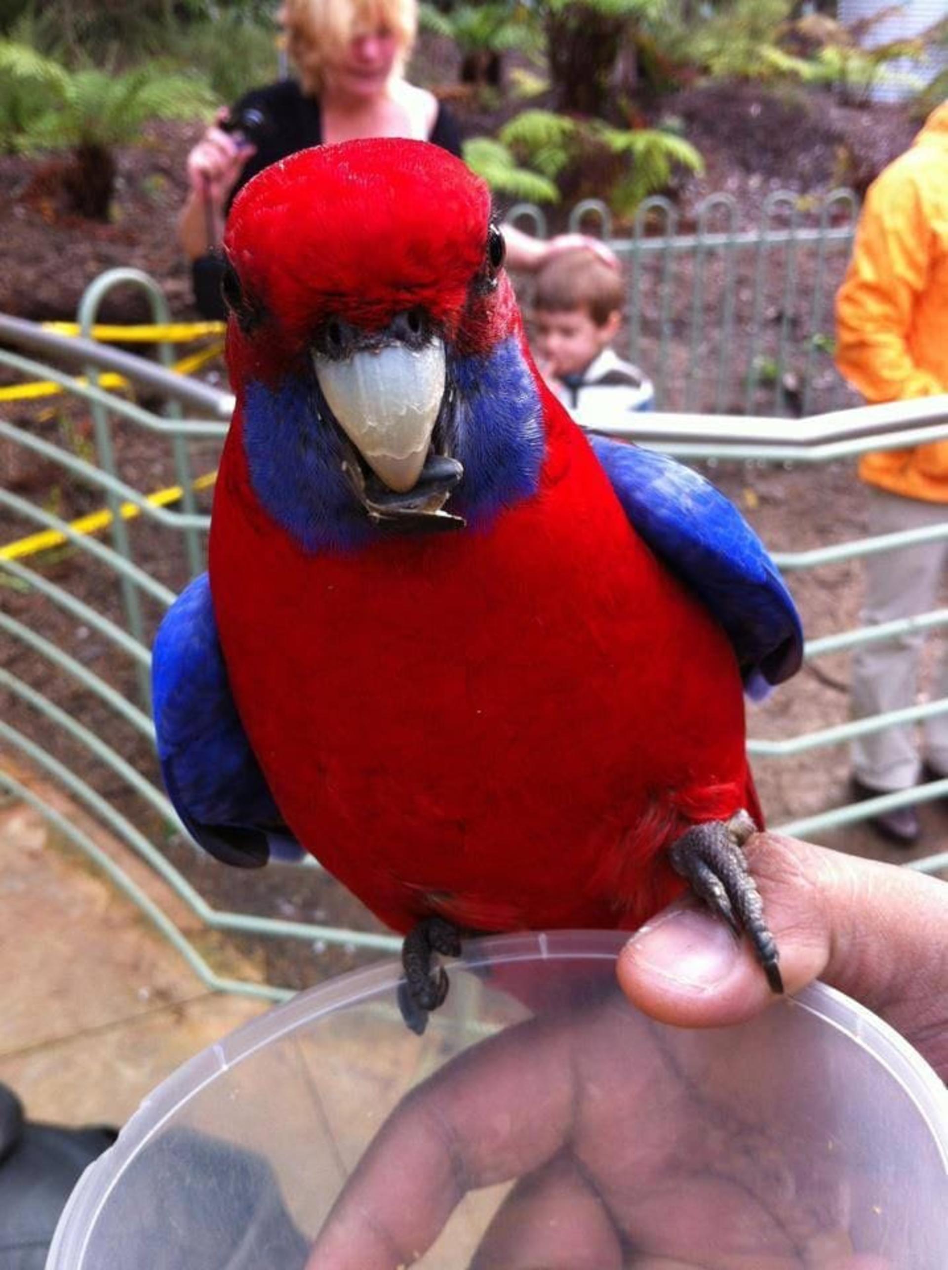 Melbourne: Private Yarra Valley Winery & Healesville Sanctuary Tours - Thumbnail 36