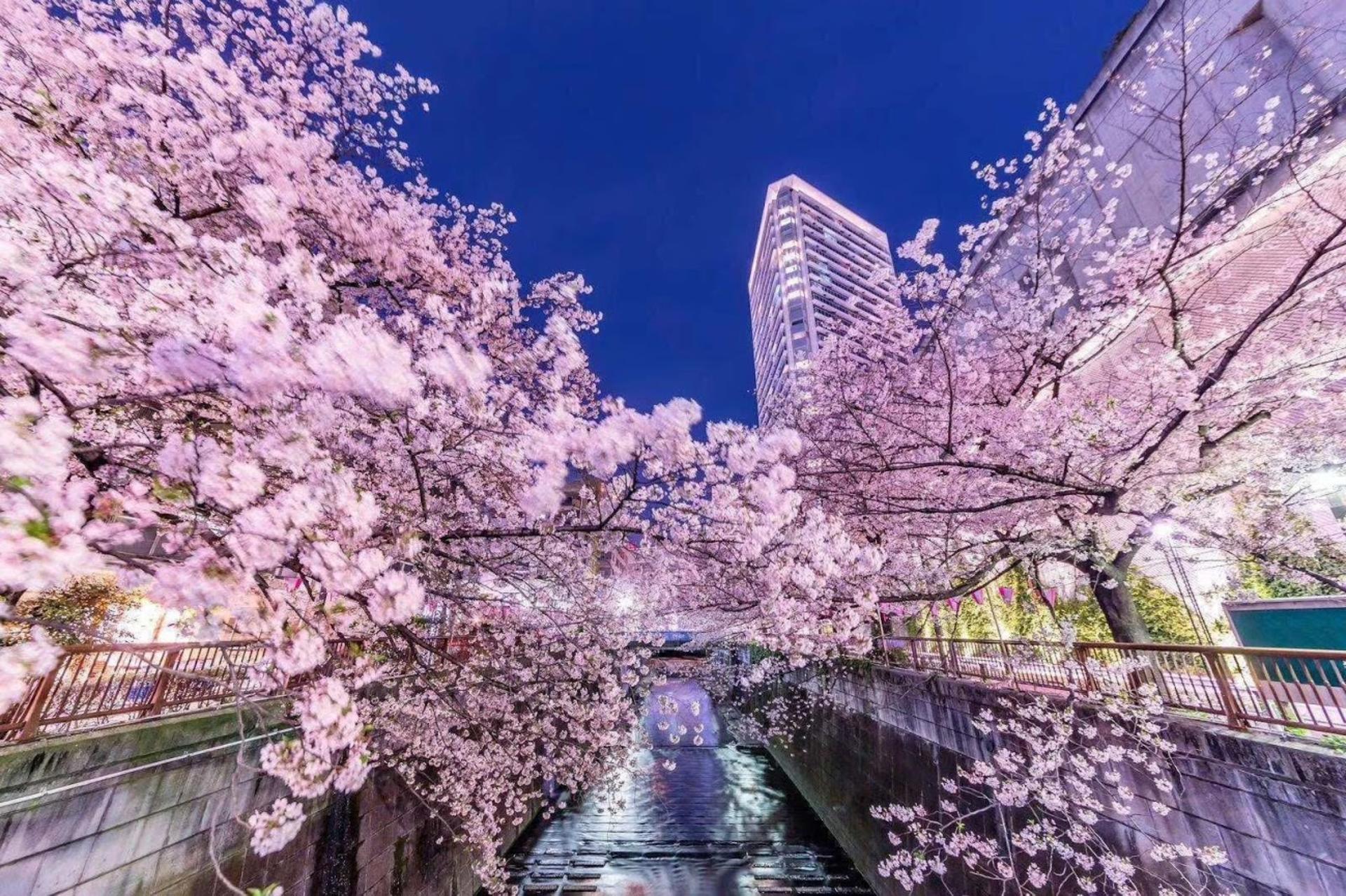 Tokyo Private Chartered Car Day Tour (Customizable Itinerary) - Thumbnail 9