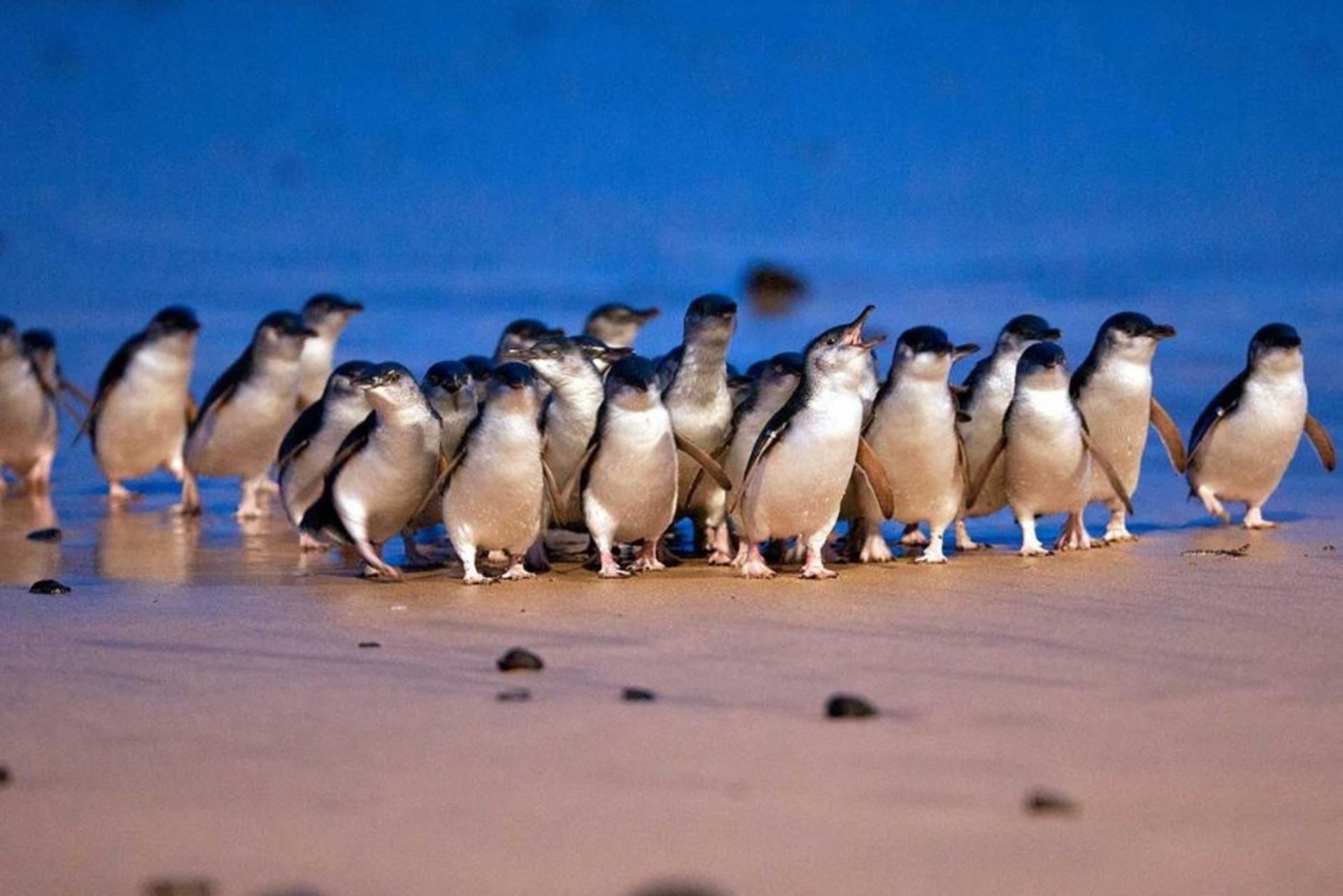 Phillip Island & Penguin Parade Afternoon Eco Tour - Thumbnail 11