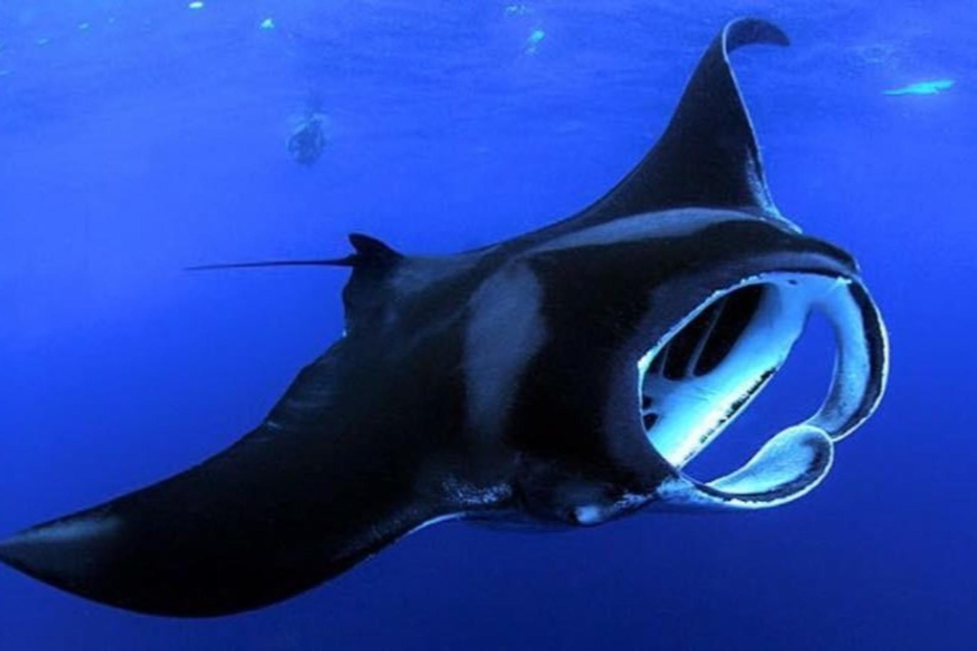 Manta Ray Night Snorkel Experience on Big Island