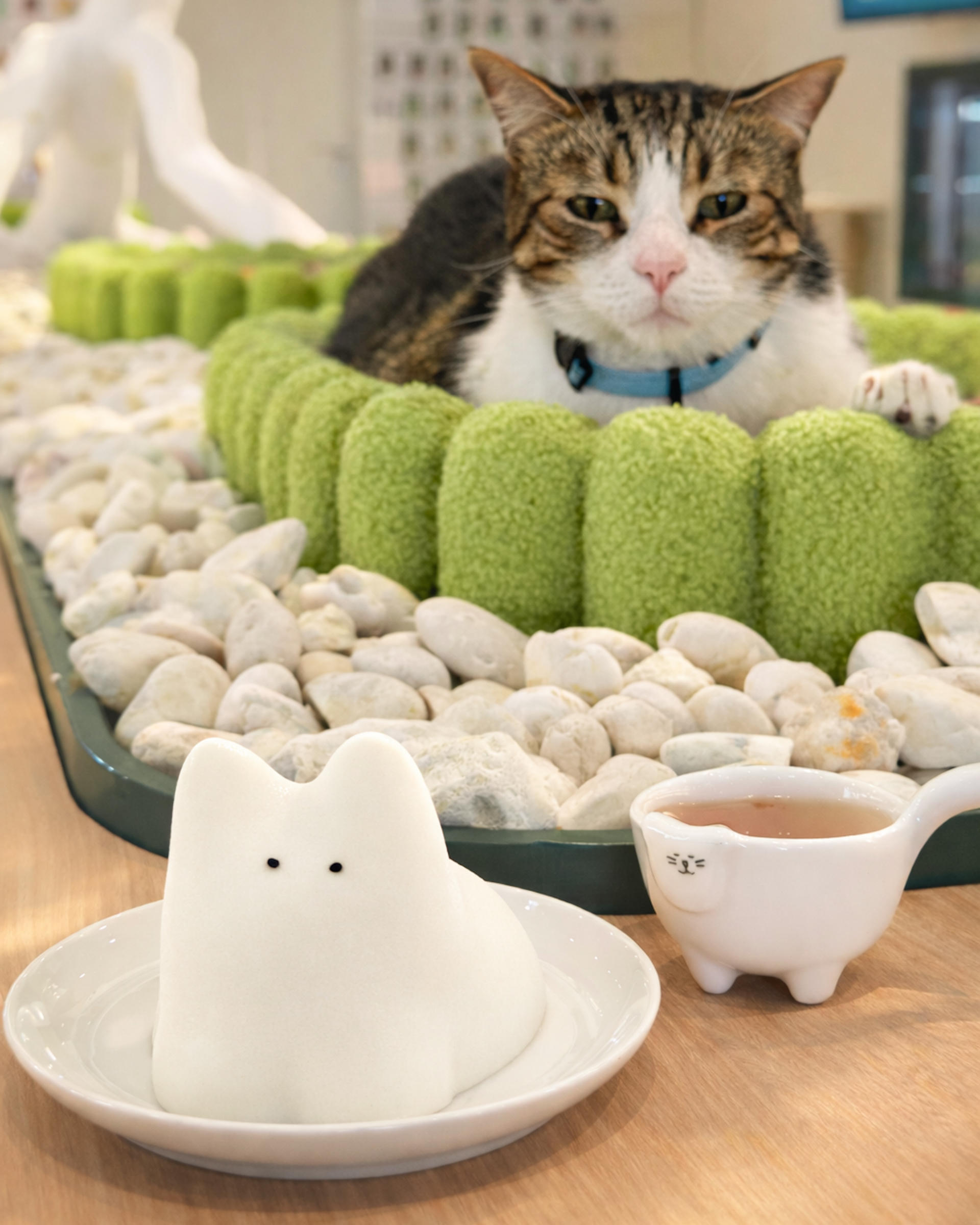 Asok Pethouse Cat Cafe, Bangkok (BTS Asok) - Thumbnail 19