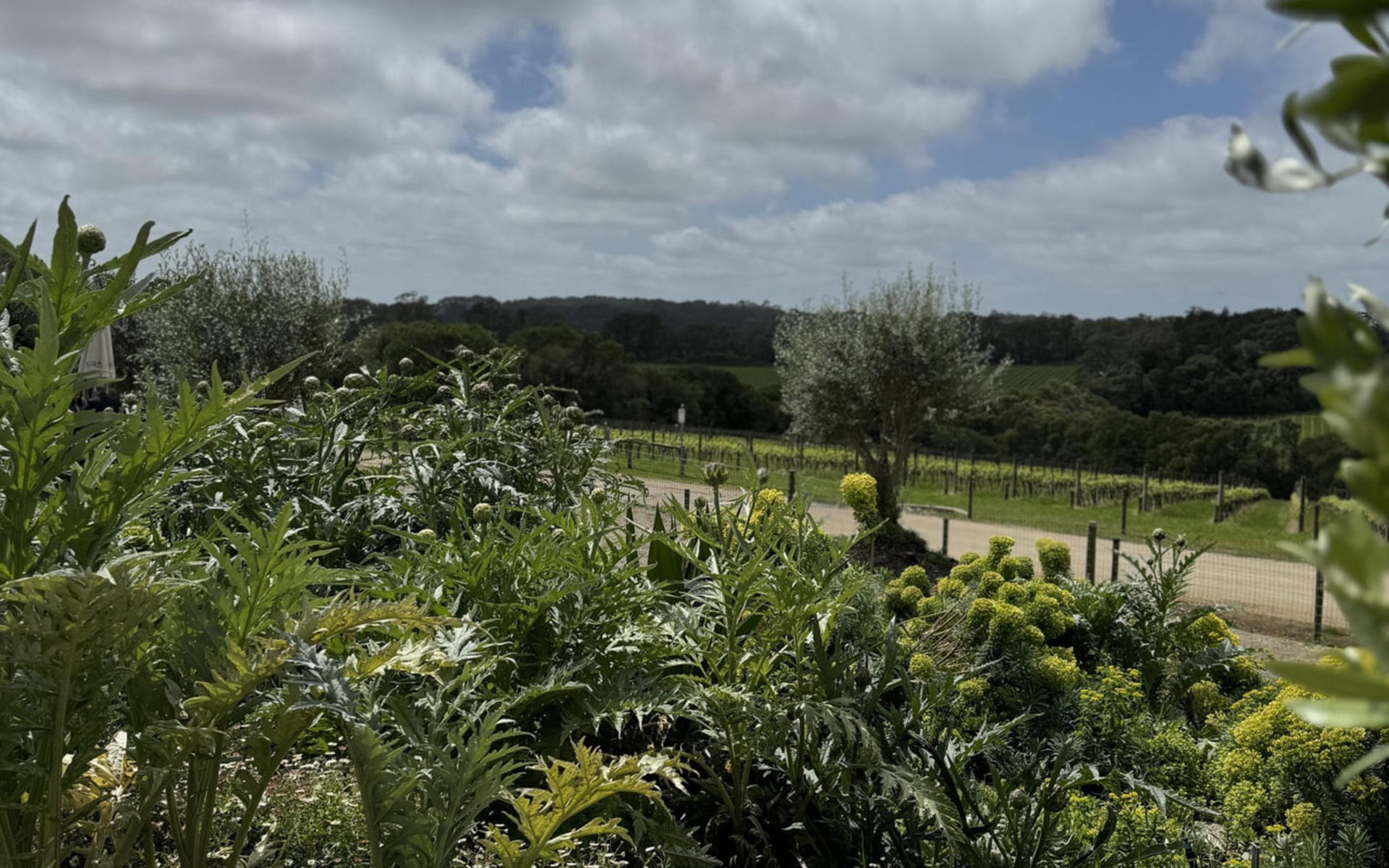 Melbourne Mornington Peninsula Full-Day Private Tour with Wine Tasting - Thumbnail 9