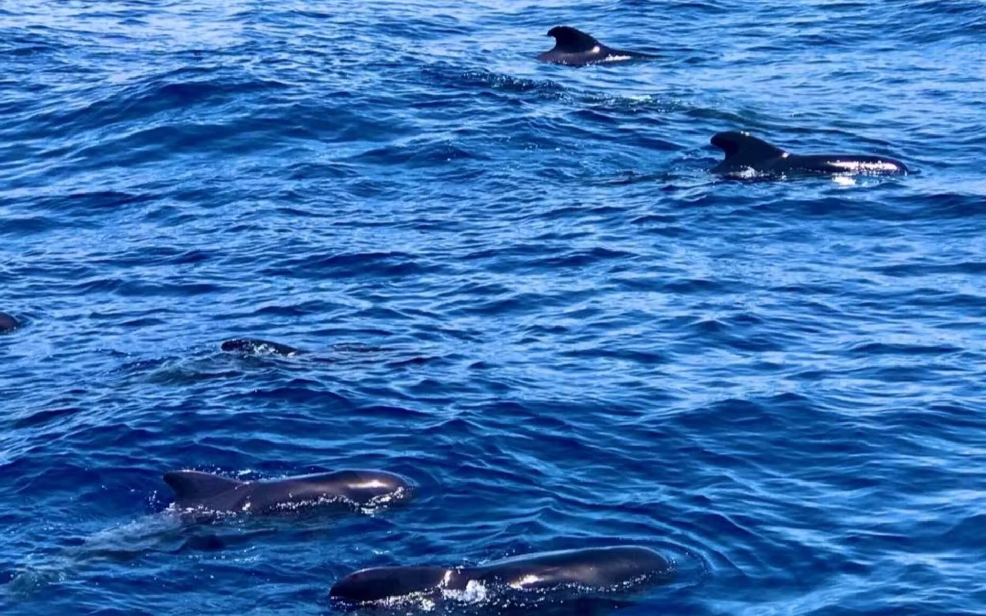 Los Gigantes whale watching cruise tour with lunch - Thumbnail 8