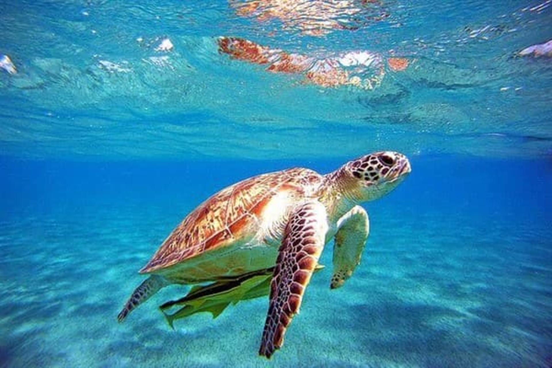 Marmaris Turtle Beach & Mud Bath Full-Day Boat Tour with Transfers - Thumbnail 2