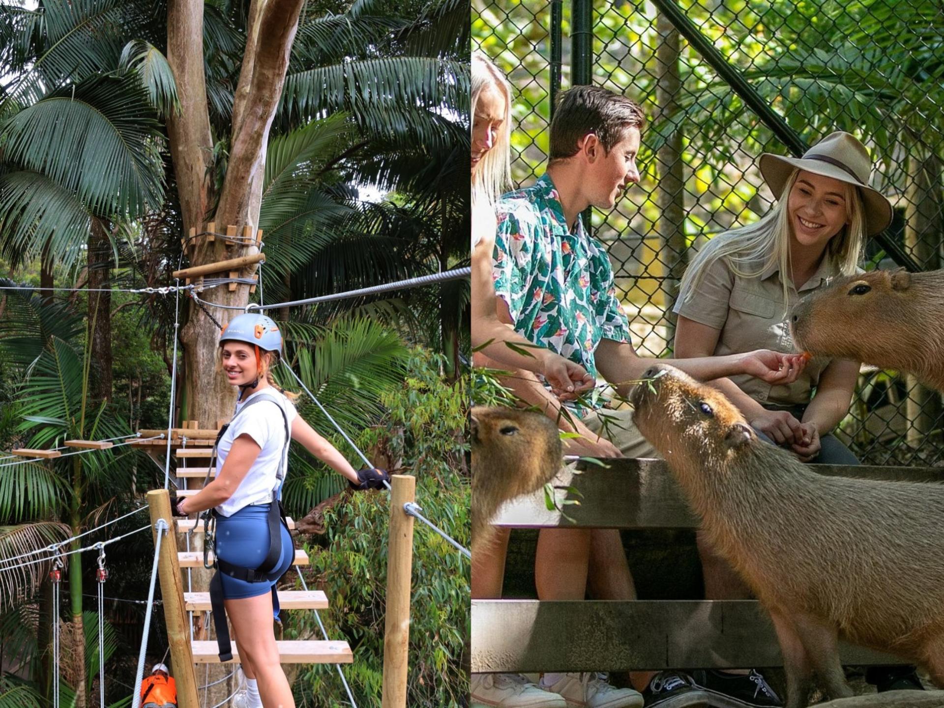 Experience Pass Currumbin Wildlife Sanctuary and Zipline - Thumbnail 5
