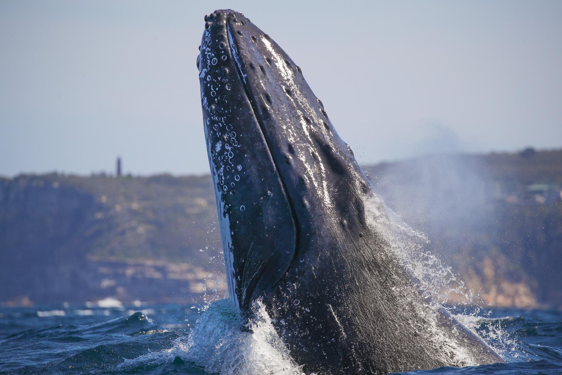 2.5-Hour Whale Watching Discovery Cruise on Sydney Harbour - Thumbnail 8